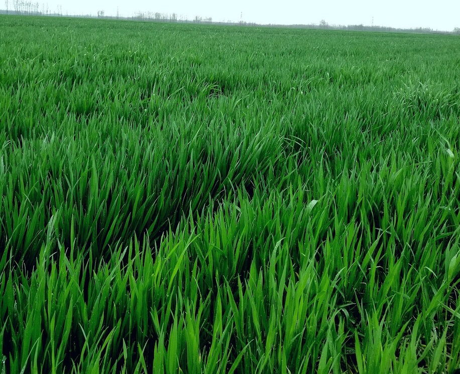 雨后麦苗青,田间翠意浓.