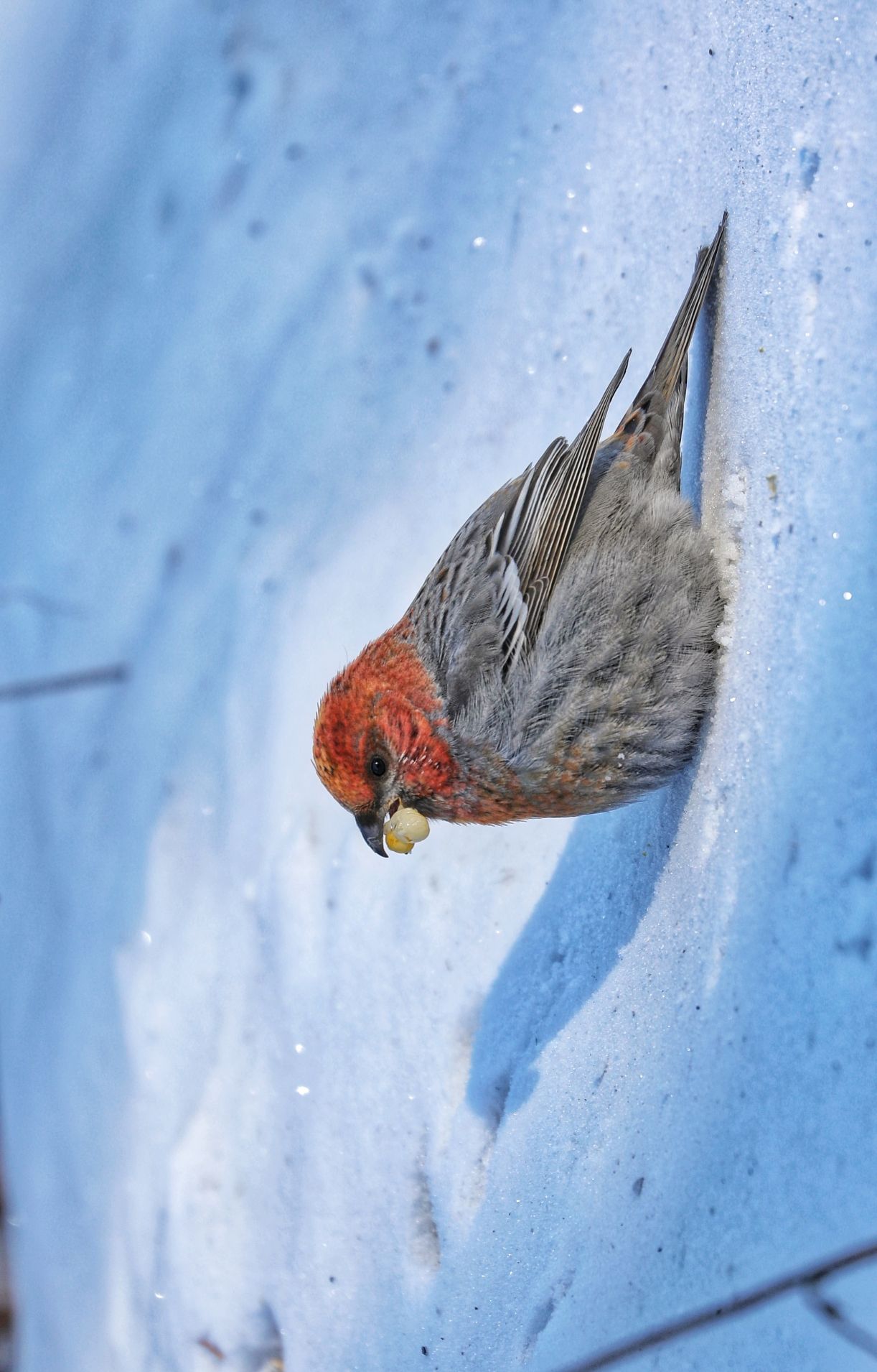 呆头呆脑的灵鸟一一松雀