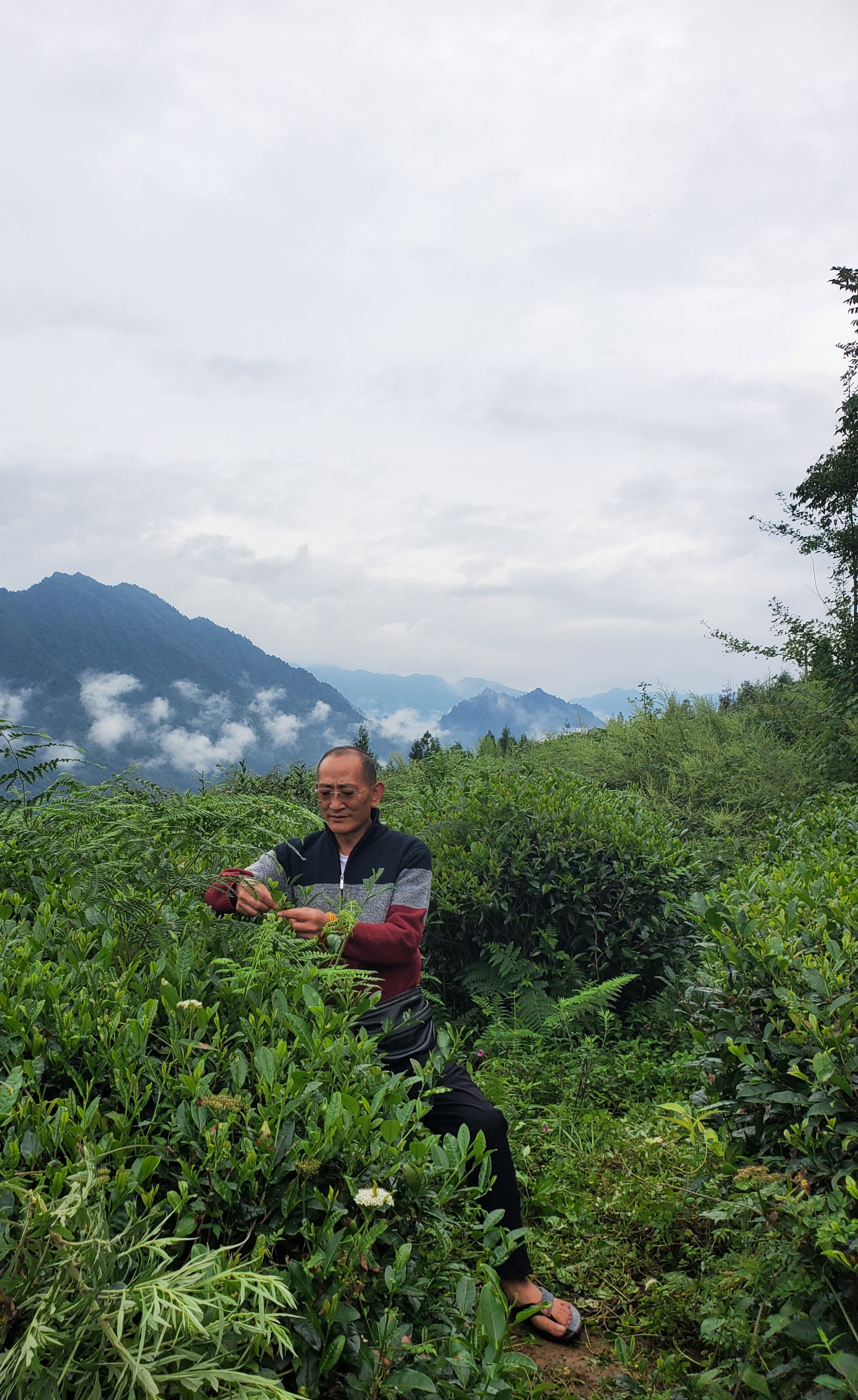 老头悠闲喝茶的图片图片