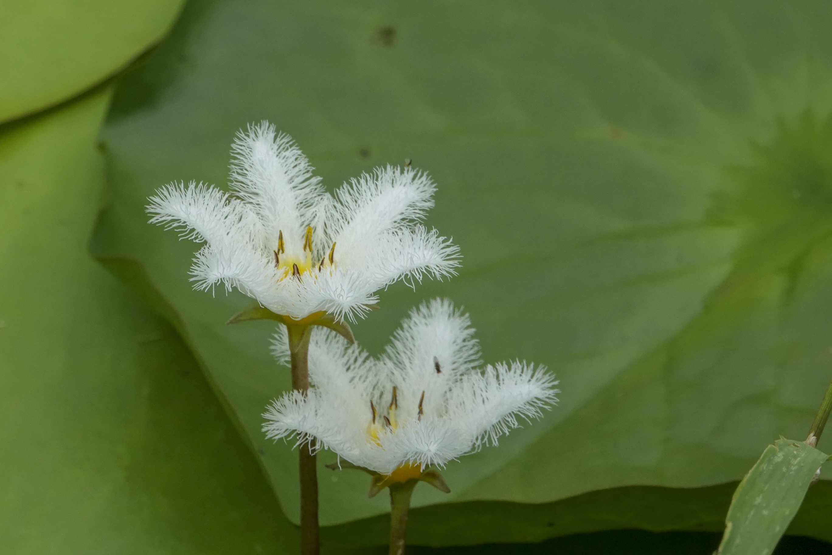 金银莲花又名印度莕菜,是公园常见的水生花卉