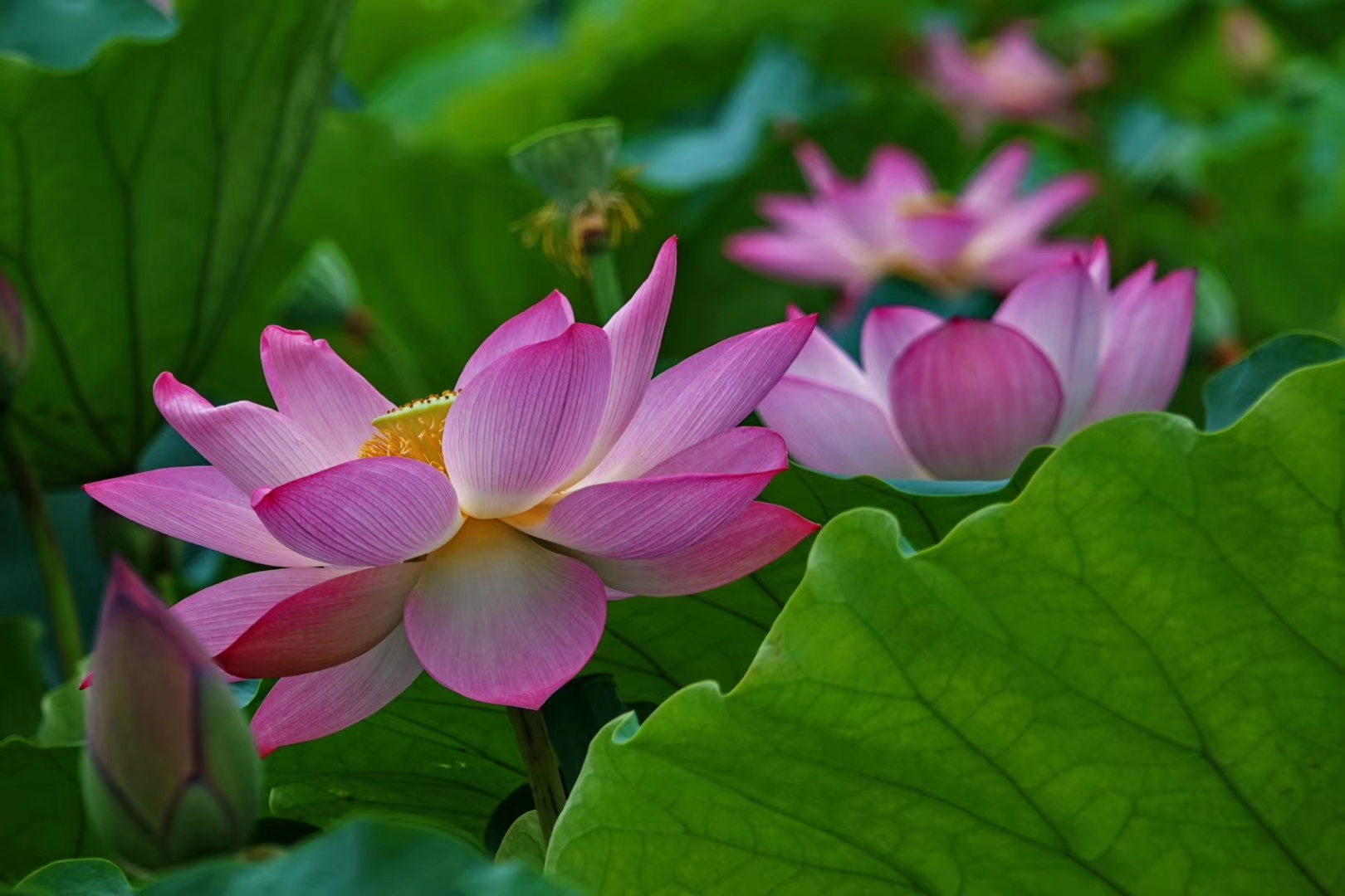 秋日思夏荷【首发】