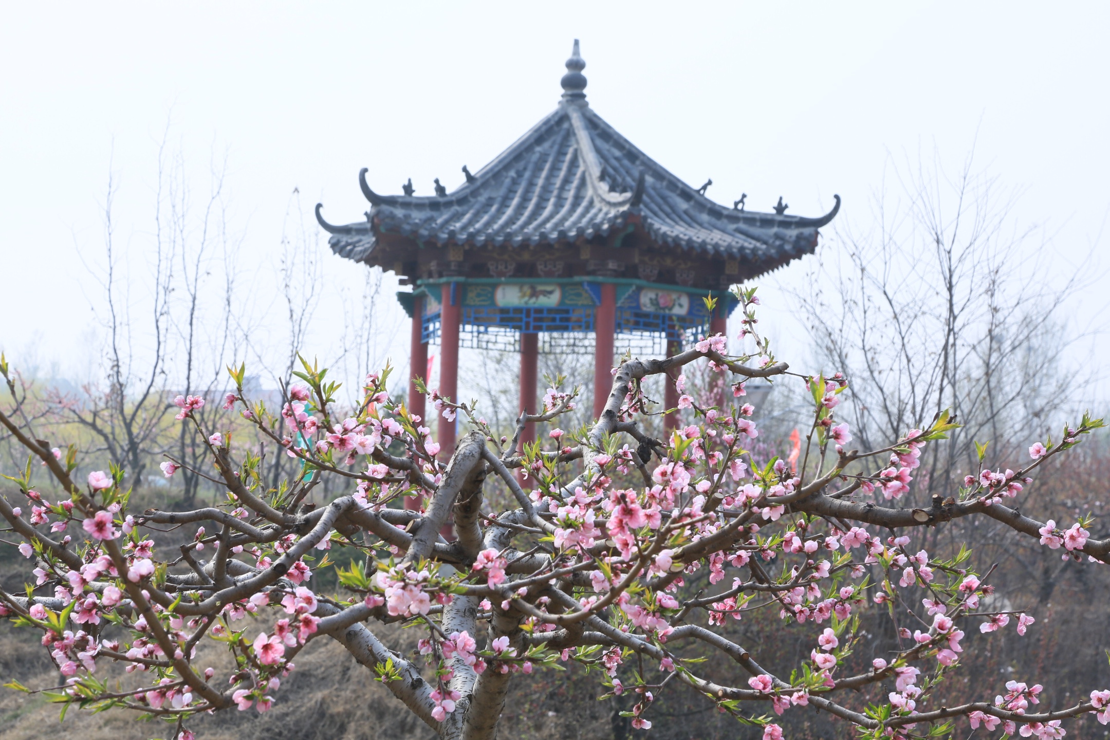 春天的美丽无处不在樱花桃花郁金香绚丽多姿绽芬芳舞者踏青赏花抒情怀