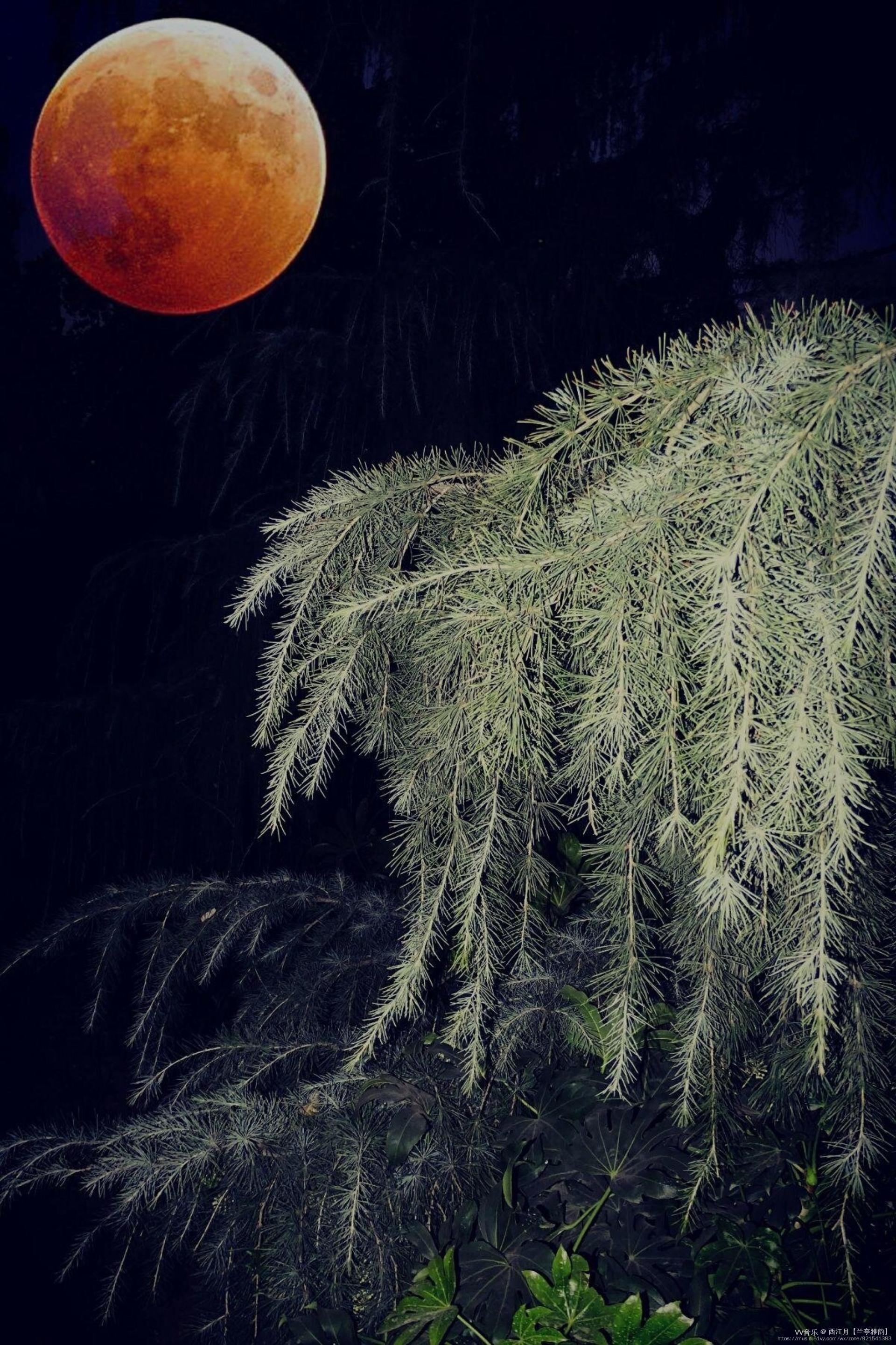 《清风明月解相留》vv首发