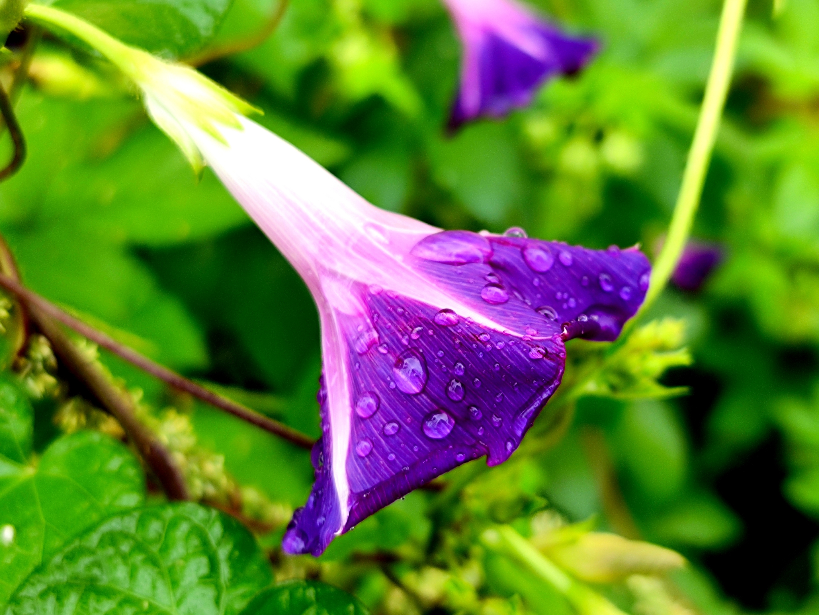 雨中微距牵牛花【vv首发】