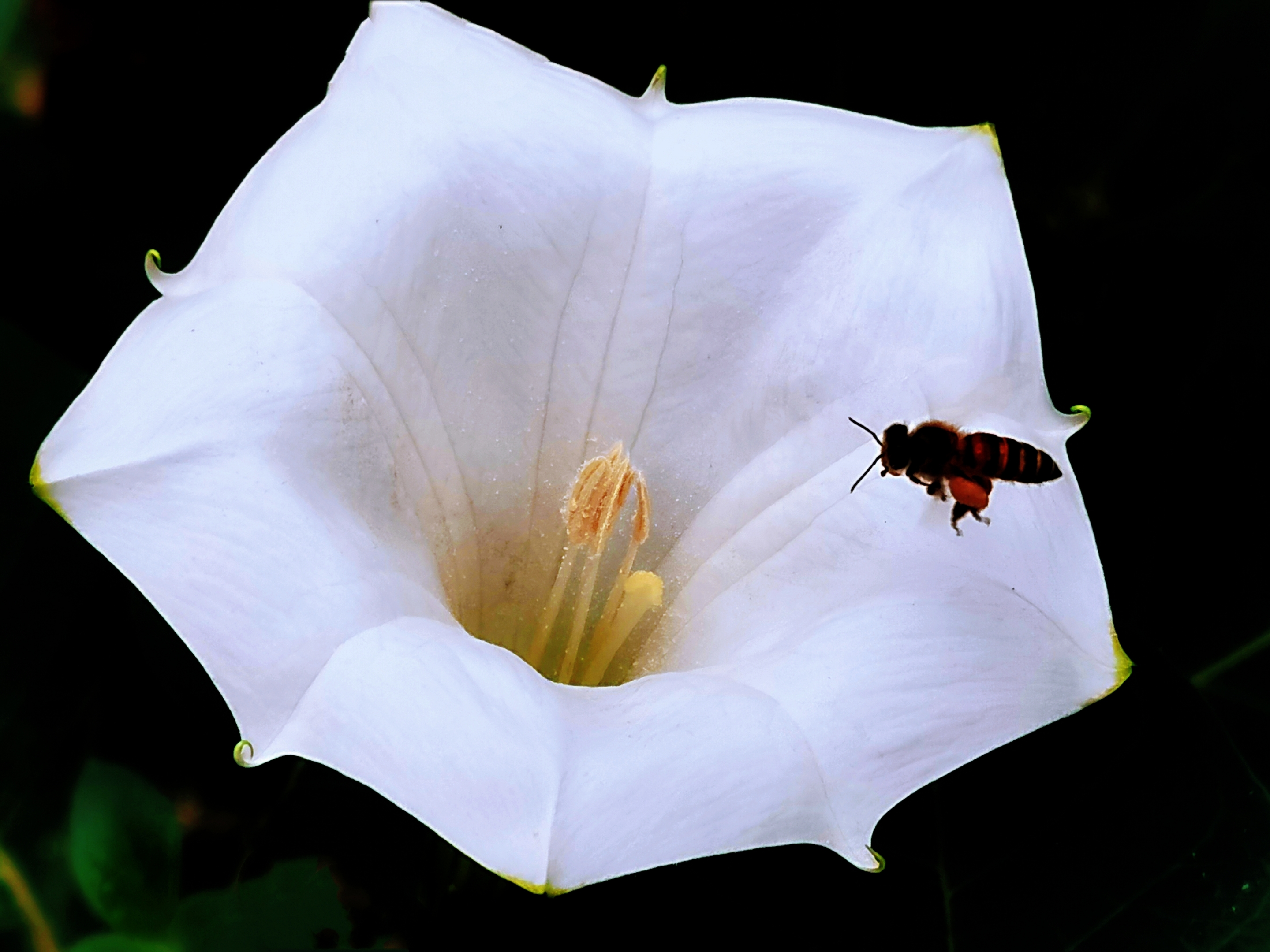 毛曼陀罗花【首发】