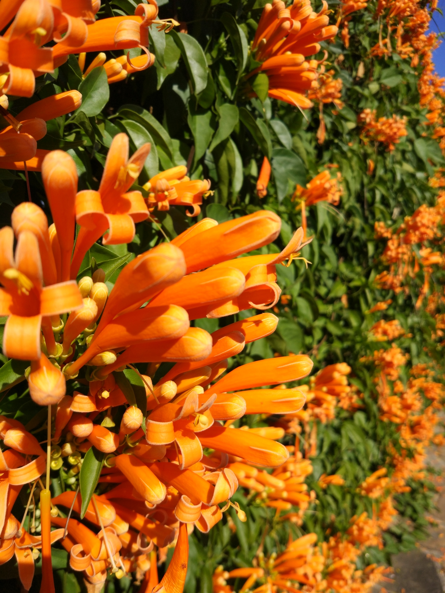 【首发】炮仗花开缀蔓金