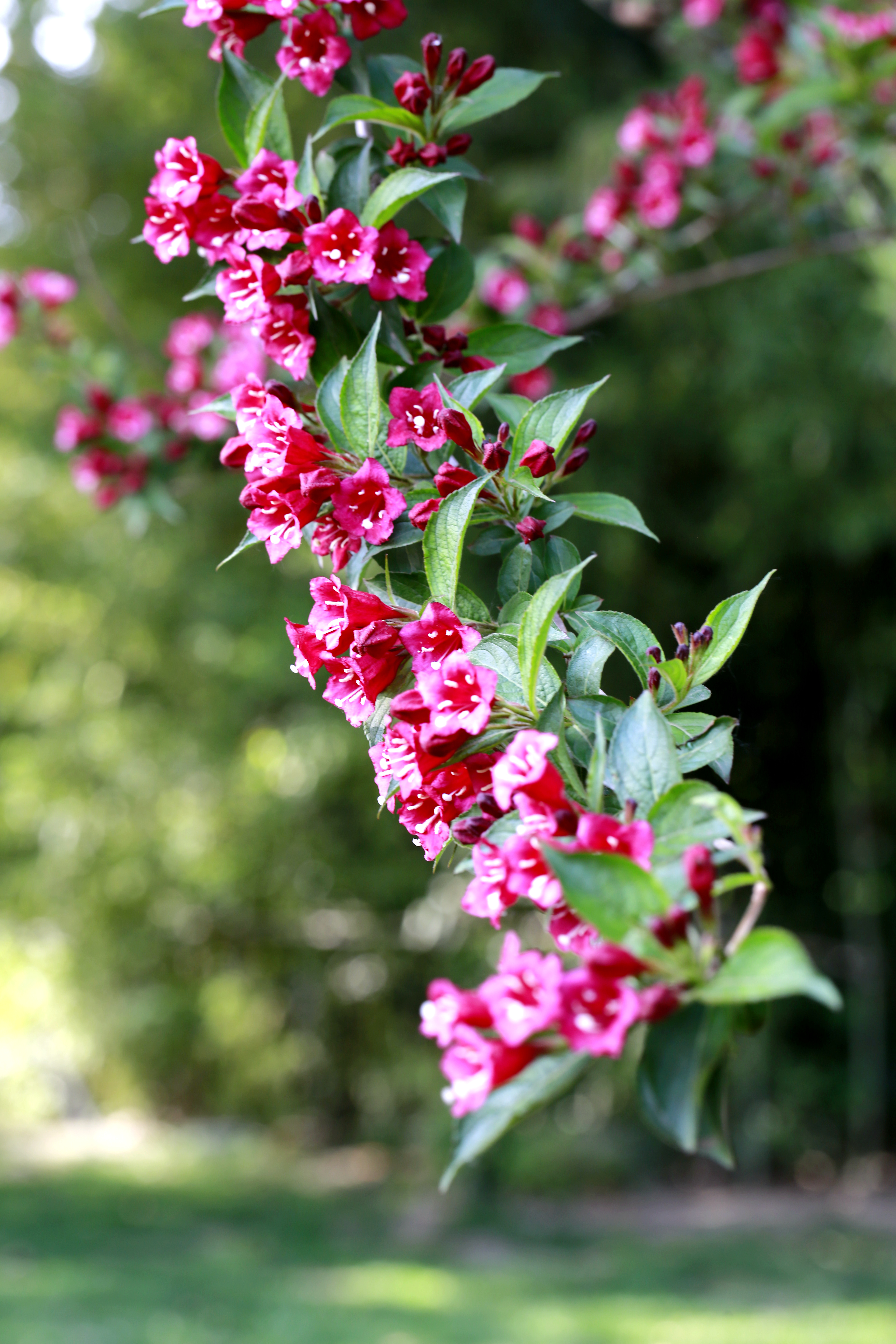 艳丽悦目锦带花