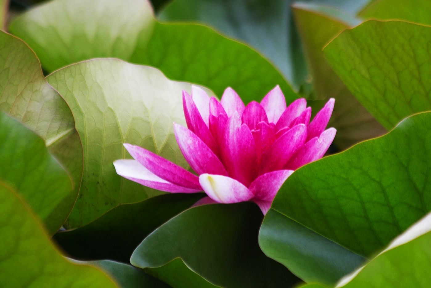 水中莲花心上佛