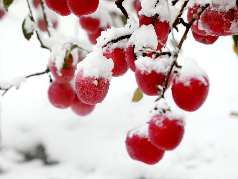 雪中苹果更怡人