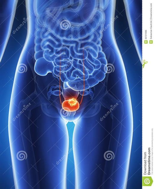 女性膀胱外面图片