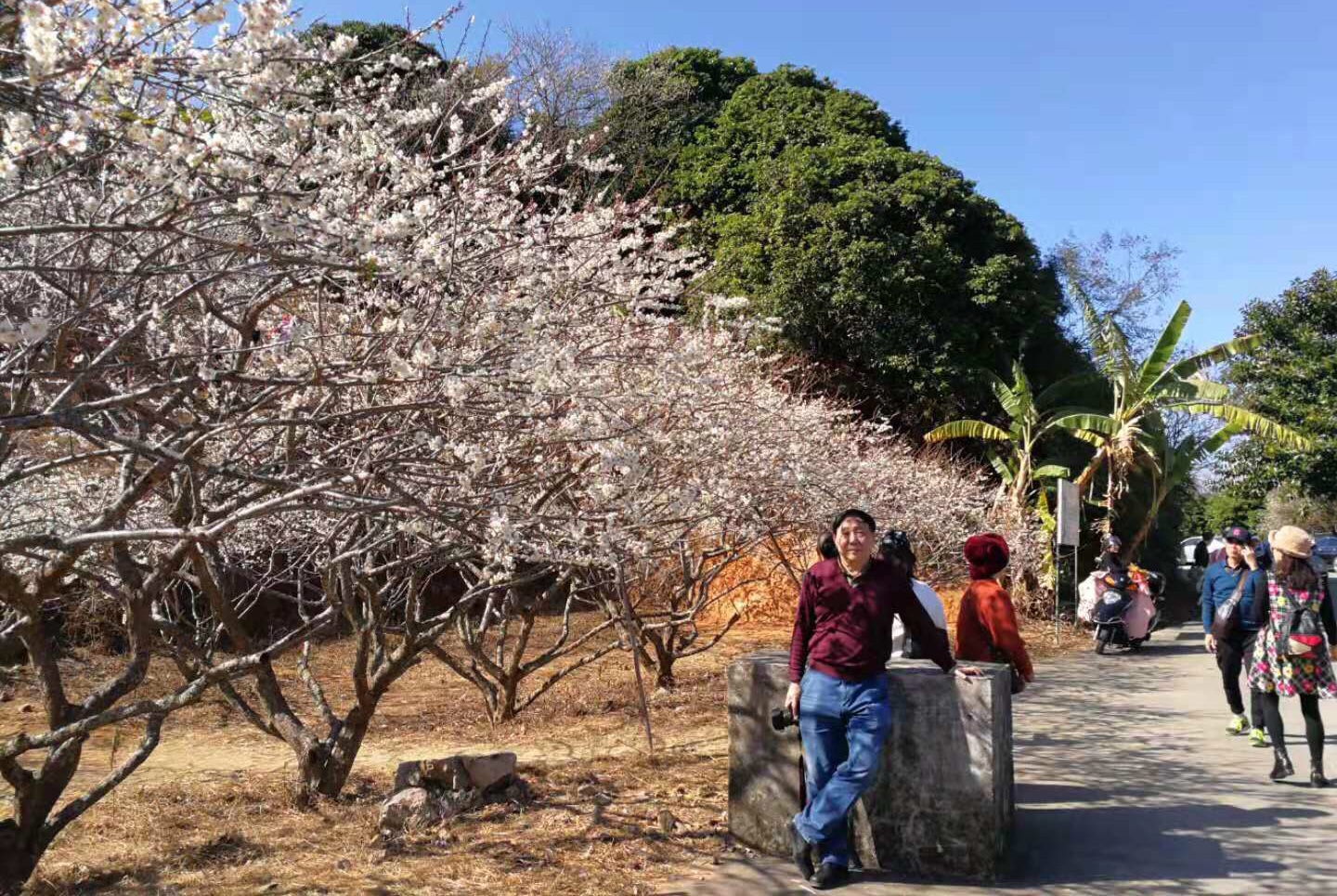 广东从化流溪梅花节