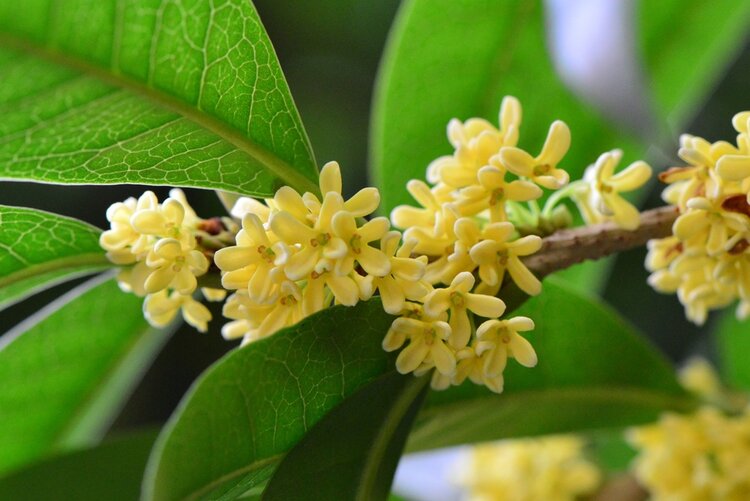 桂花的花语:吸入你的气息,永伴佳人,香满天下,誉满天下.