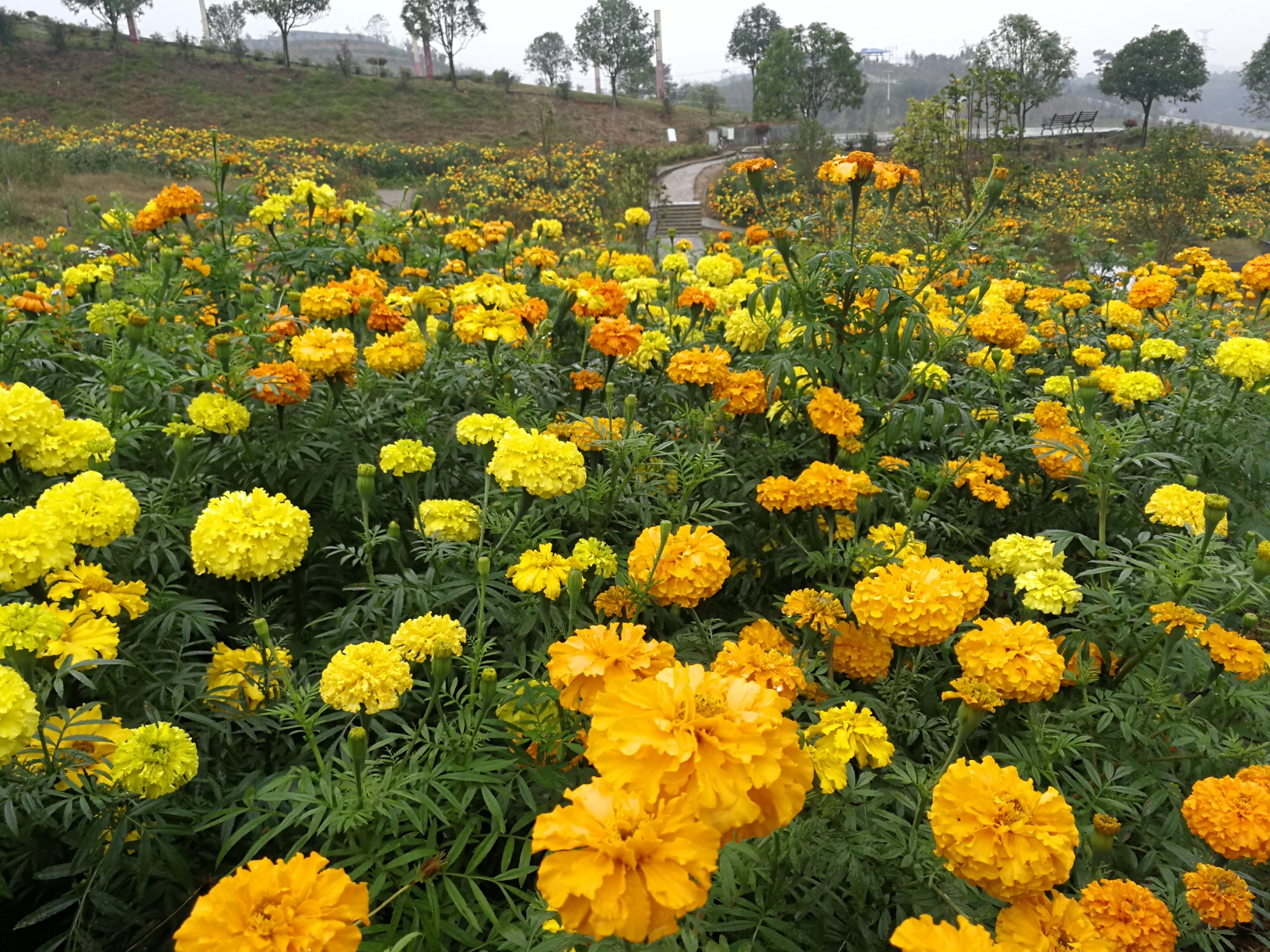 菊花花名场面图片