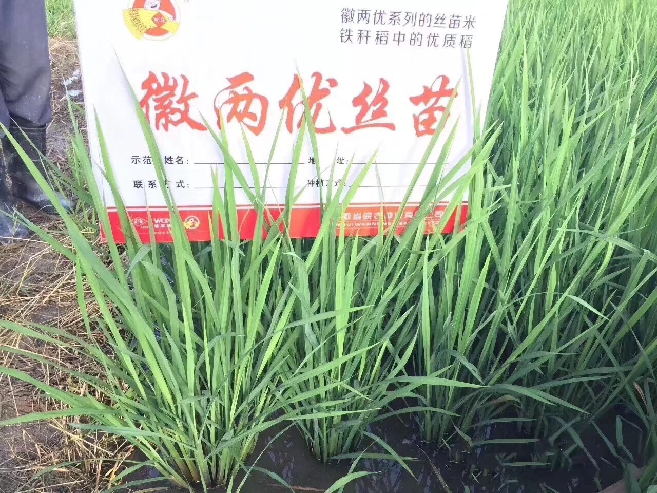 水稻品种徽两优丝苗图片