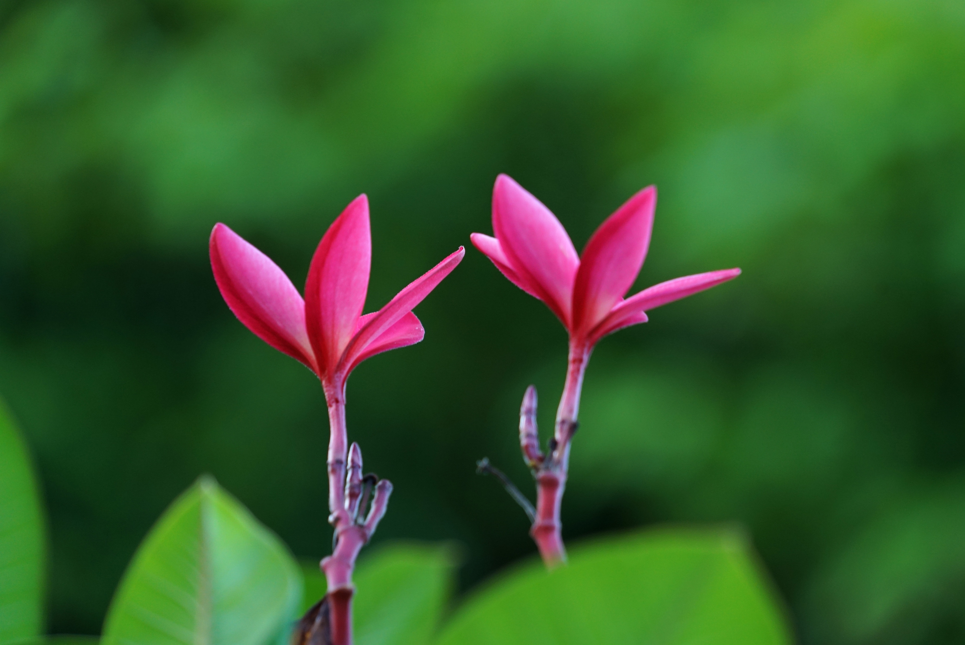 红花缅栀绽枝端