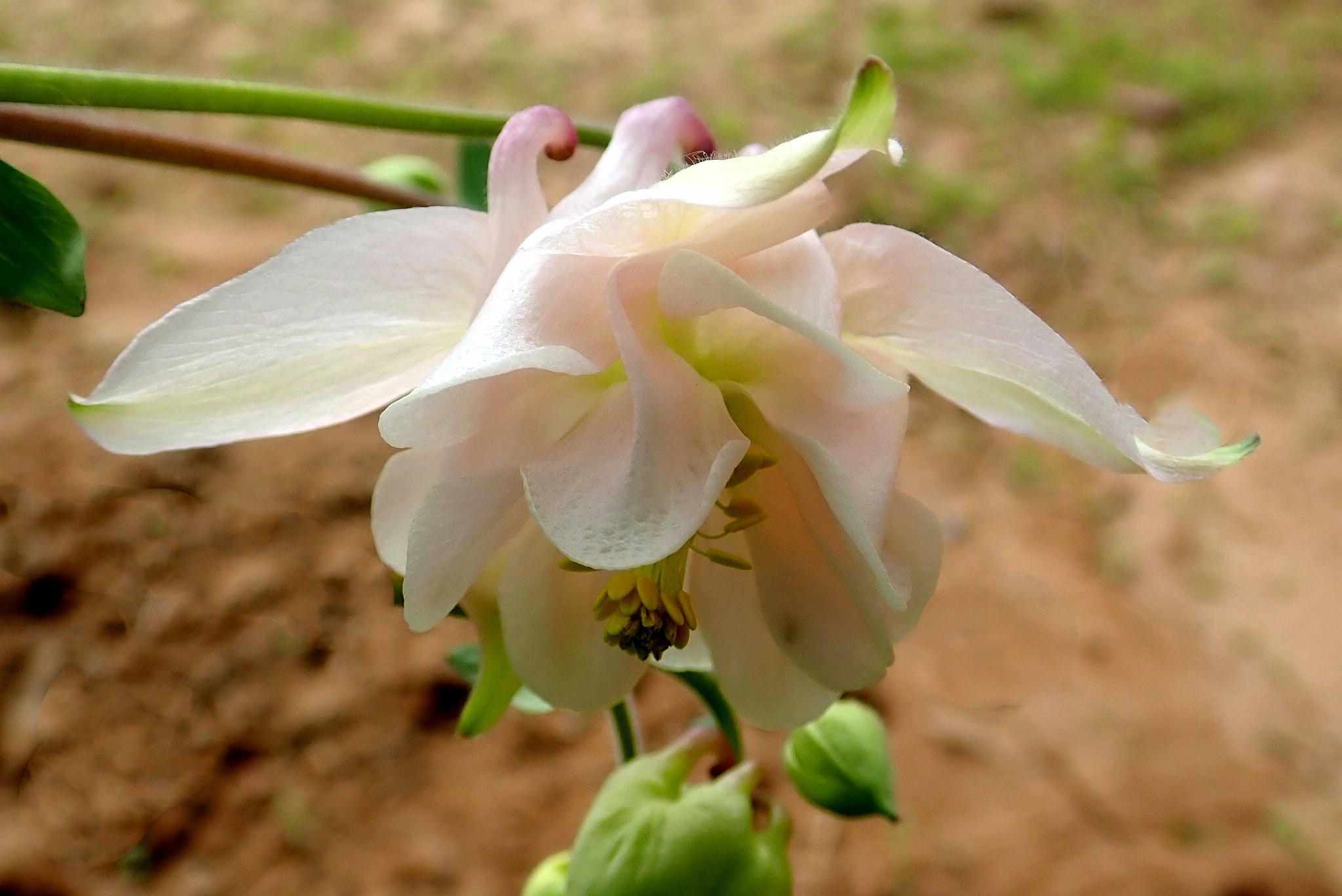 【首发】耧斗菜花