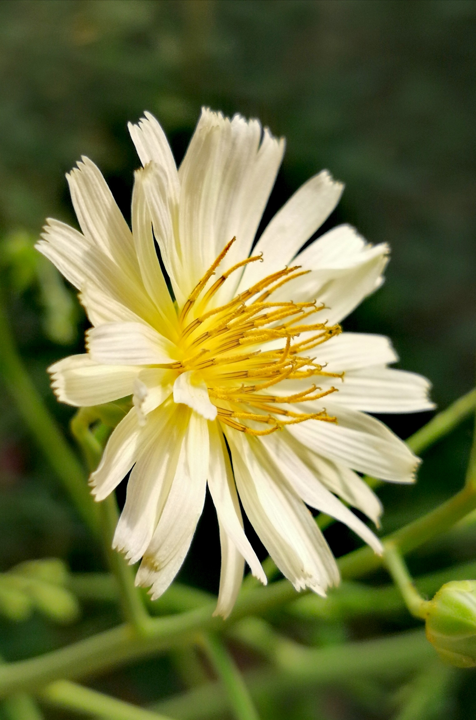 【原创首发】美丽翅果菊