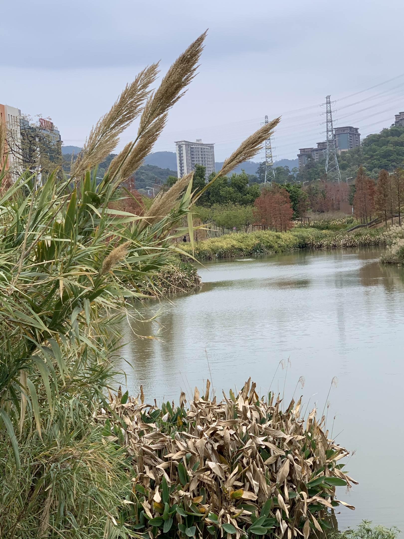 广州黄埔区大观湿地公园