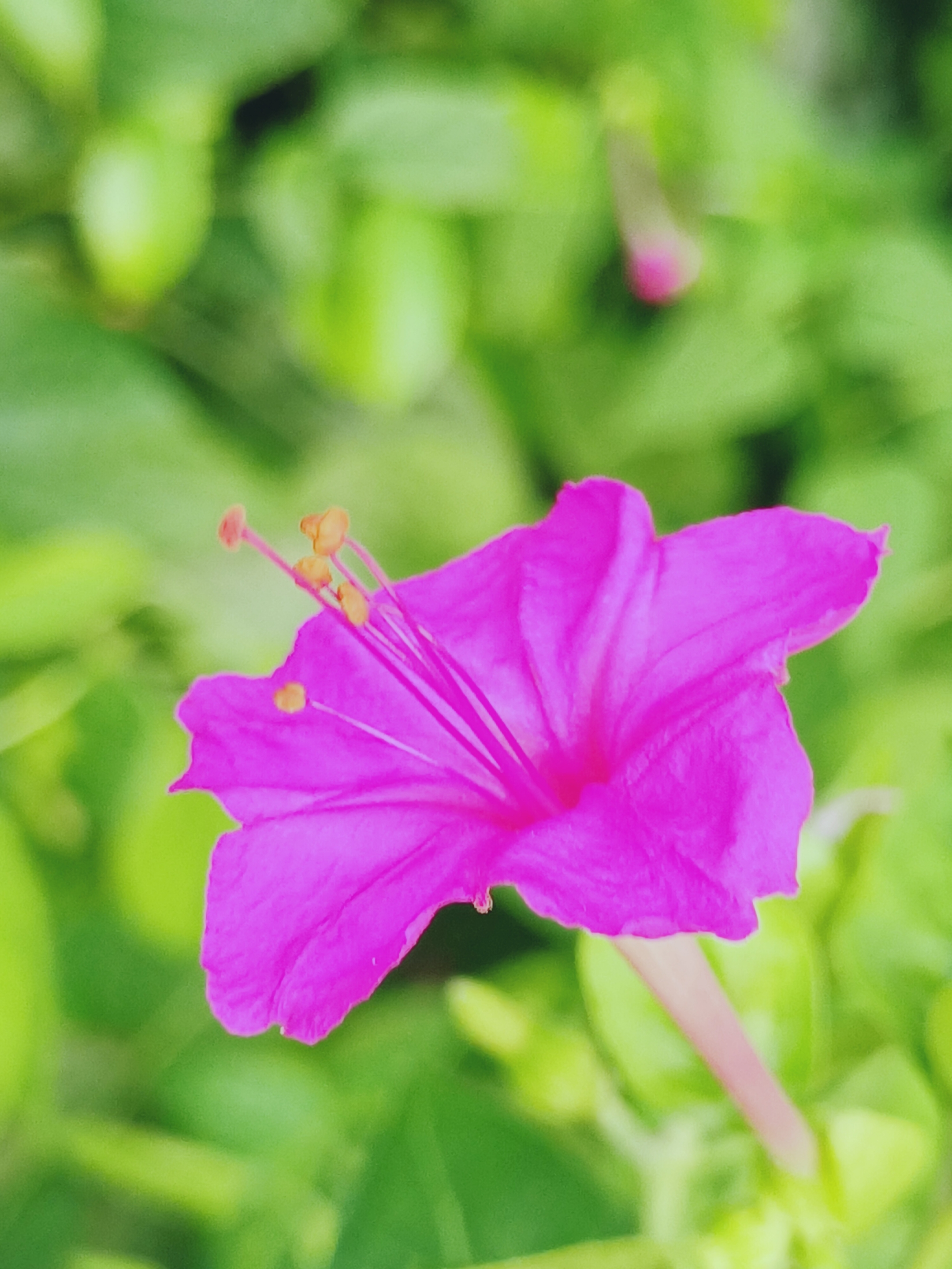 紫色茉莉花花语图片