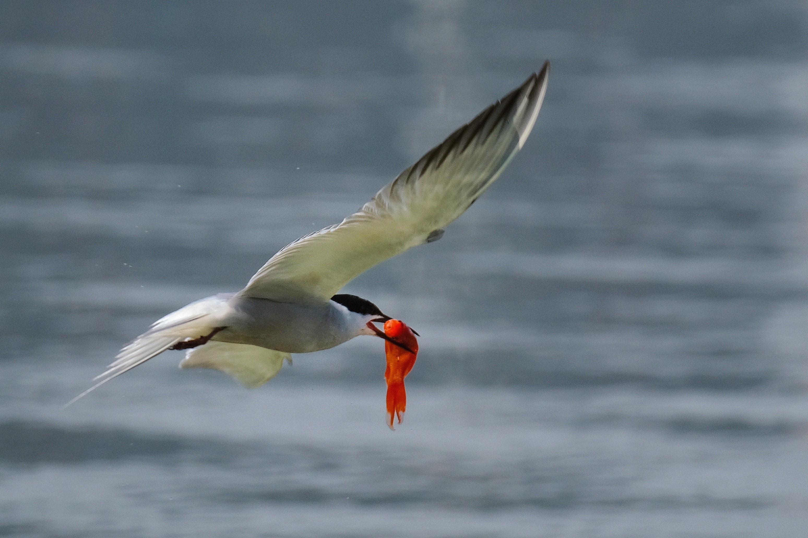 【首发】燕鸥叼红鱼 ②