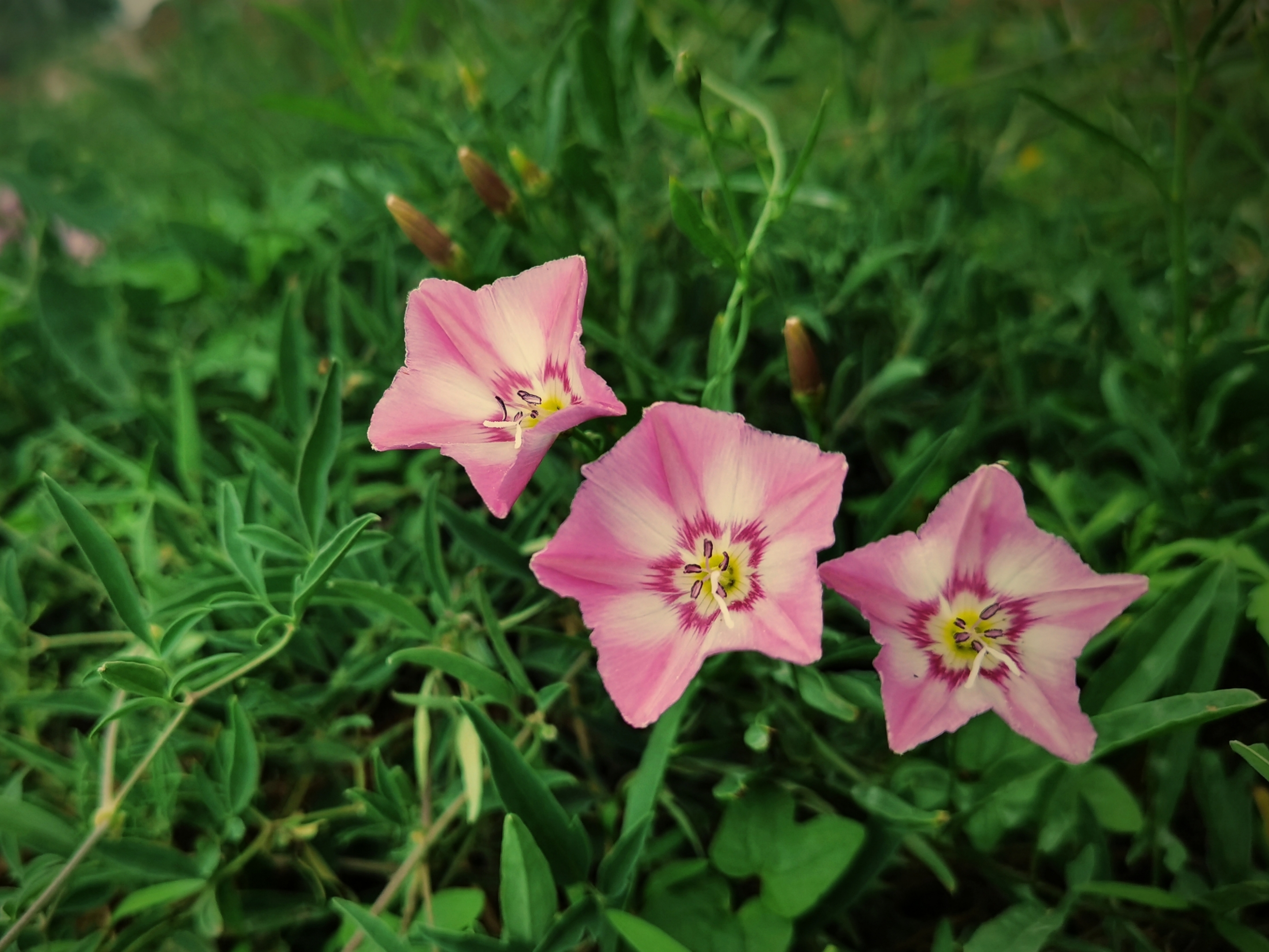 田旋花『首发』