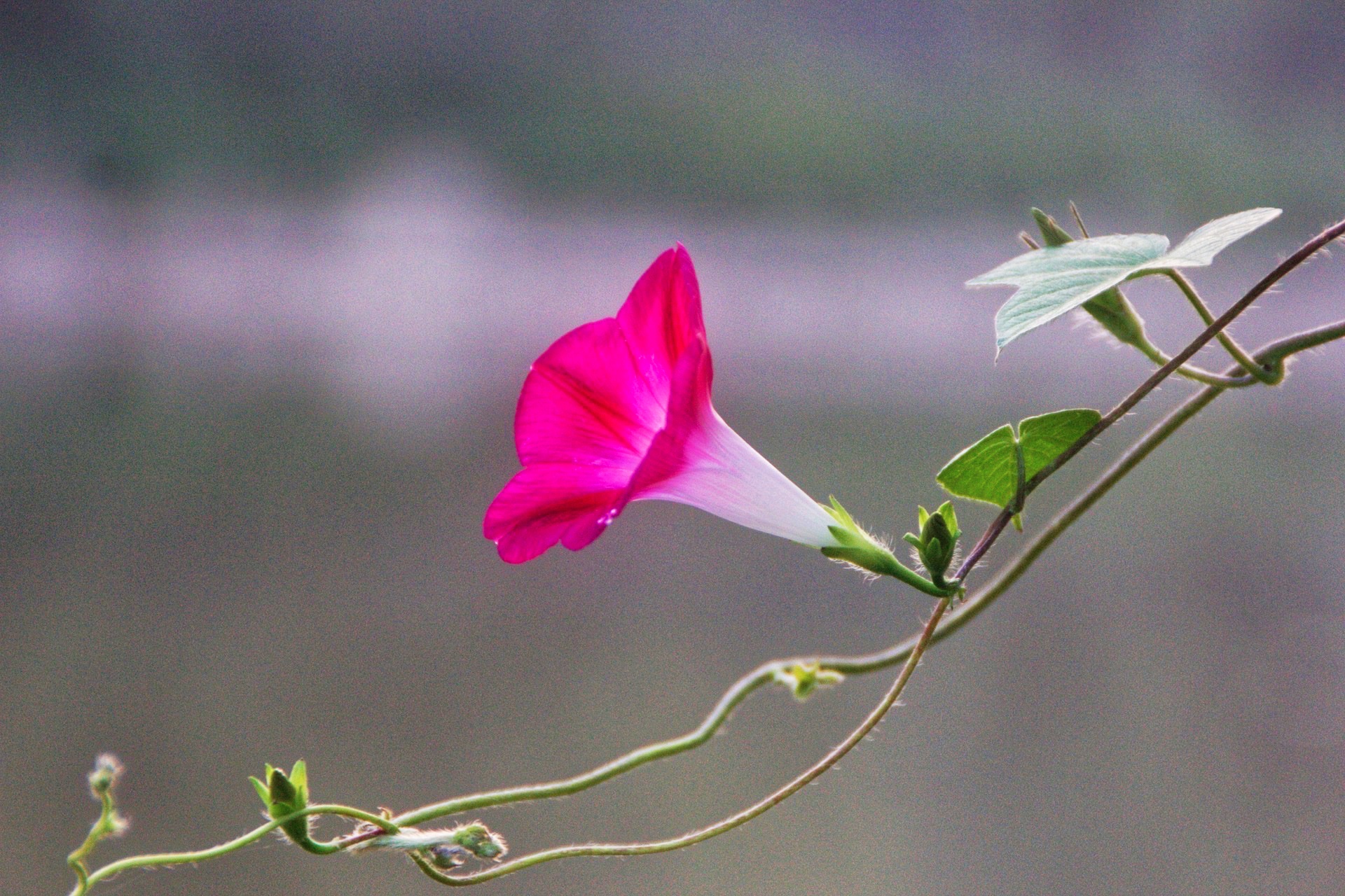 【首发】圆叶牵牛花