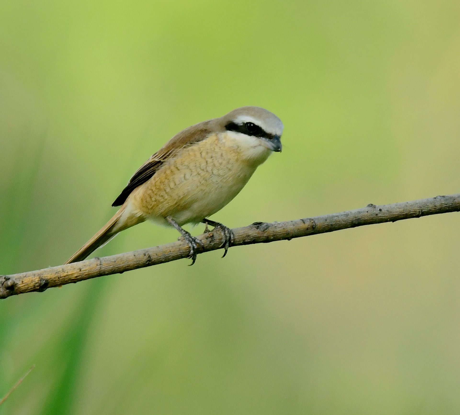 红尾伯劳鸟【首发】