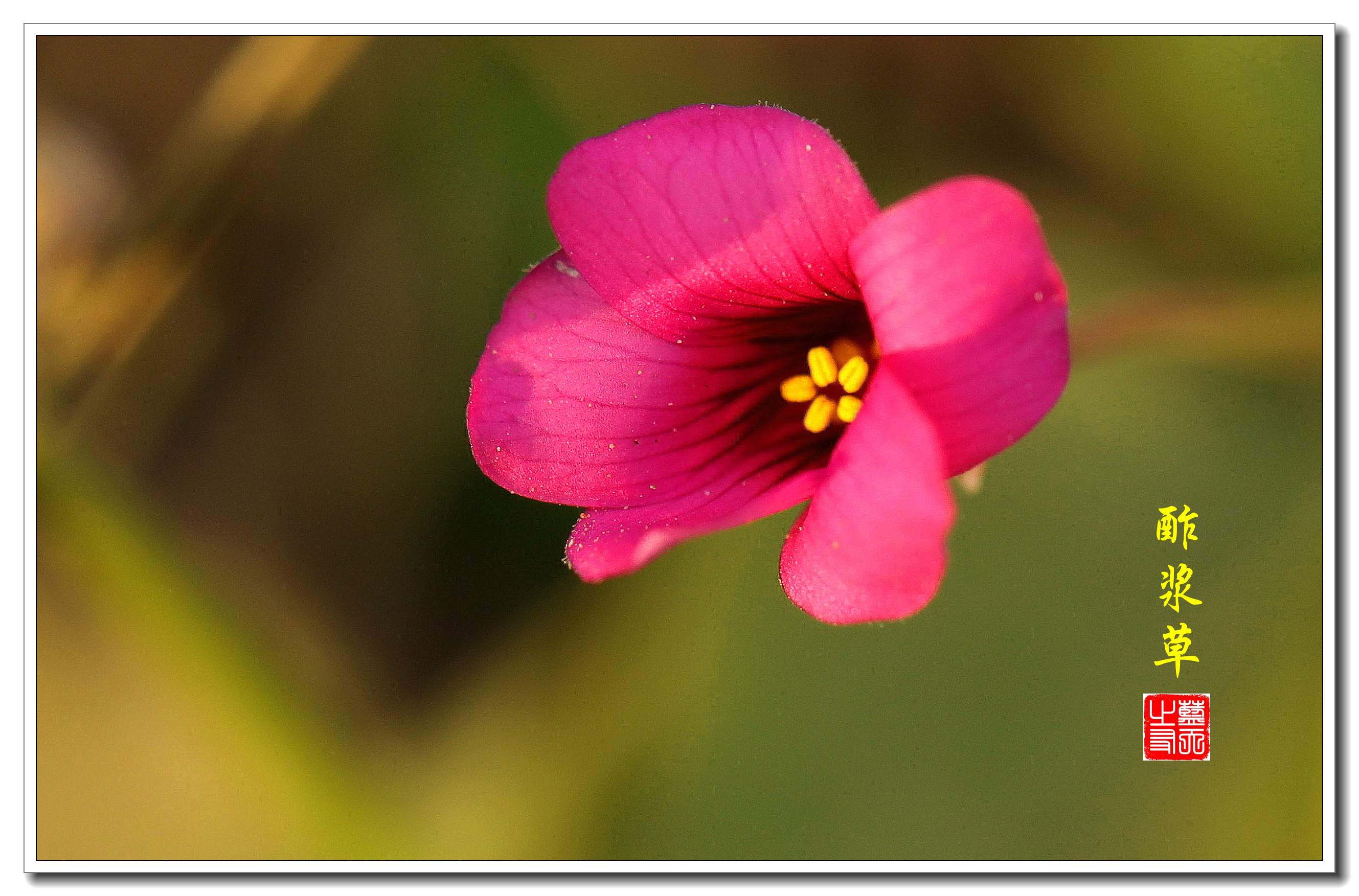 红花酢浆草图片大全(红花酢浆草图片大全大图)