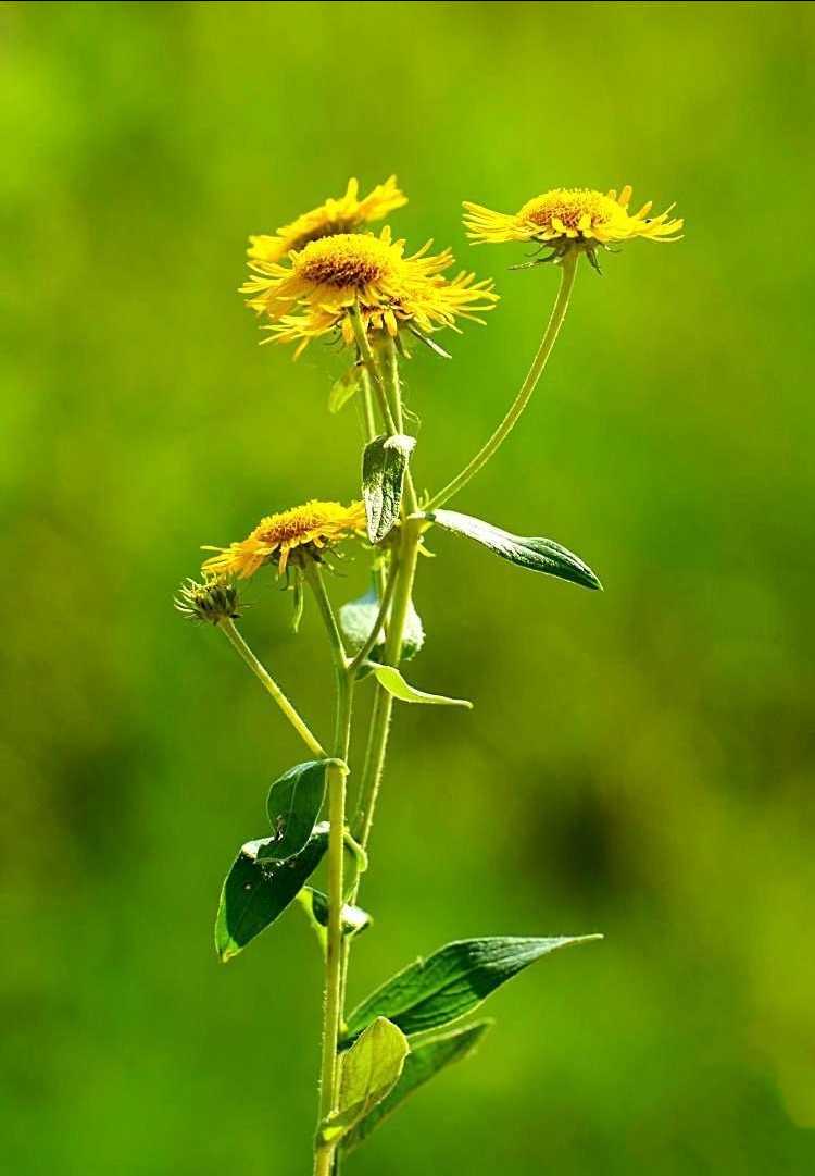 旋覆花《首发》