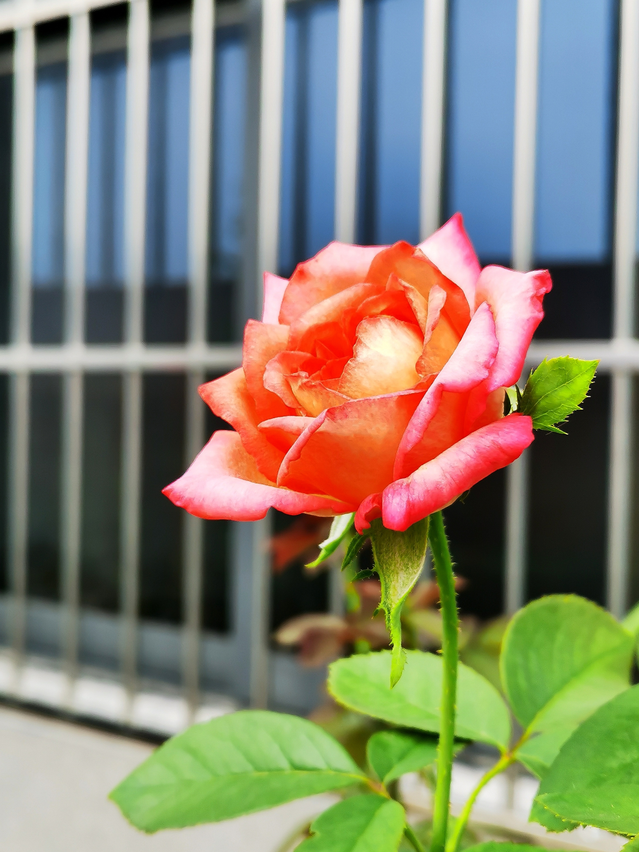 爱在浅秋—— 月季花〔首发