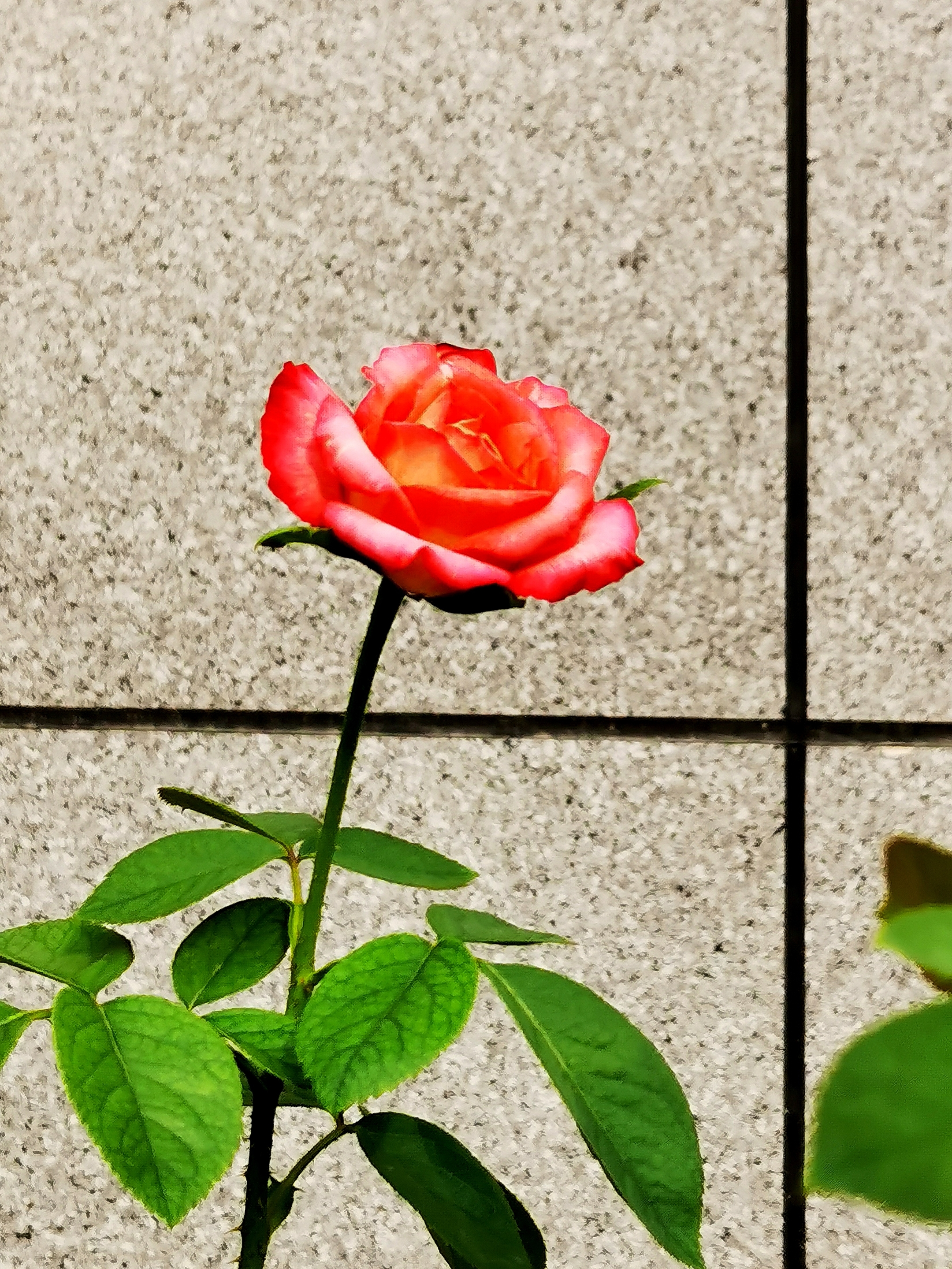 爱在浅秋—— 月季花〔首发