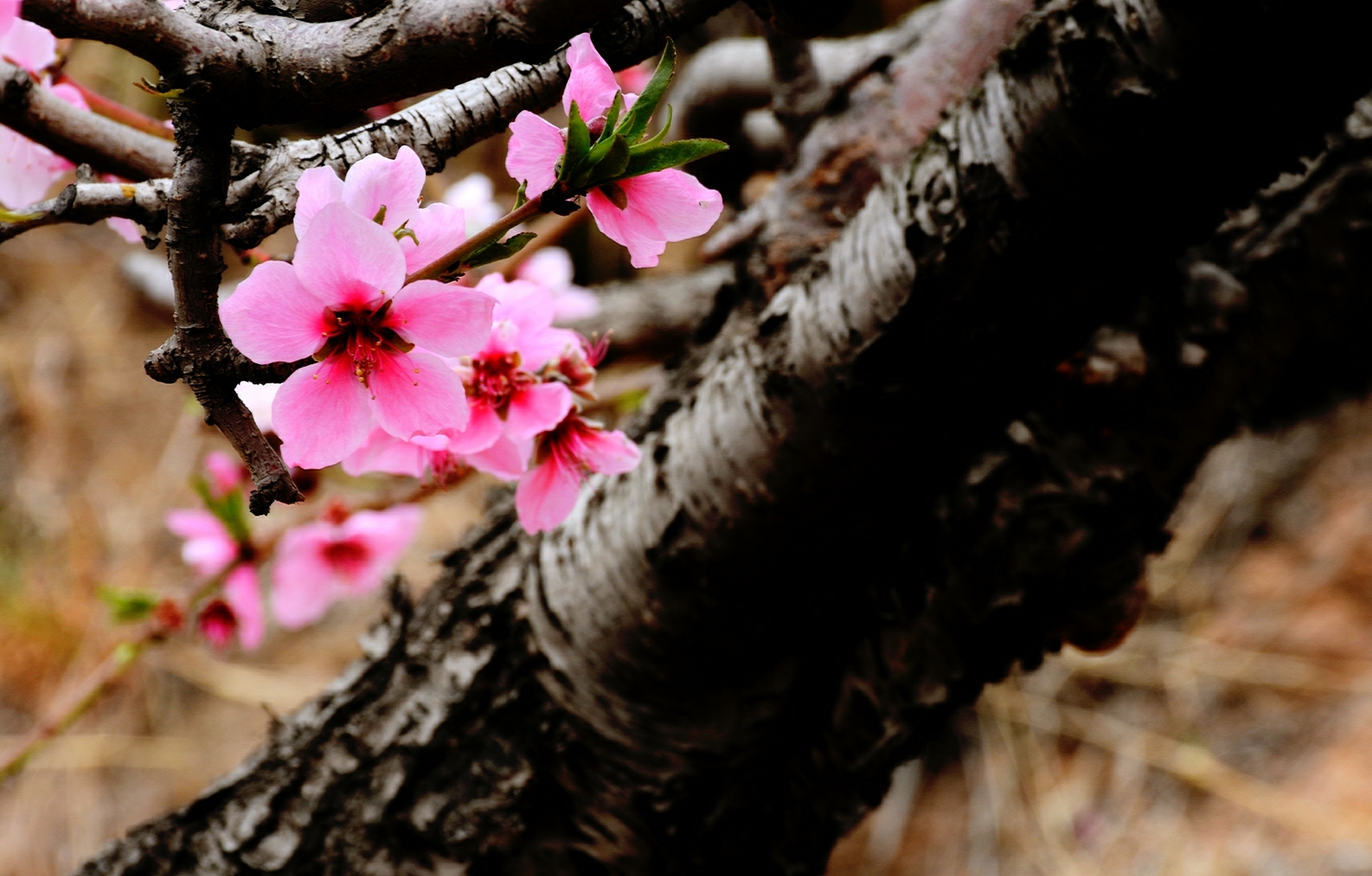 山野桃花朵朵开