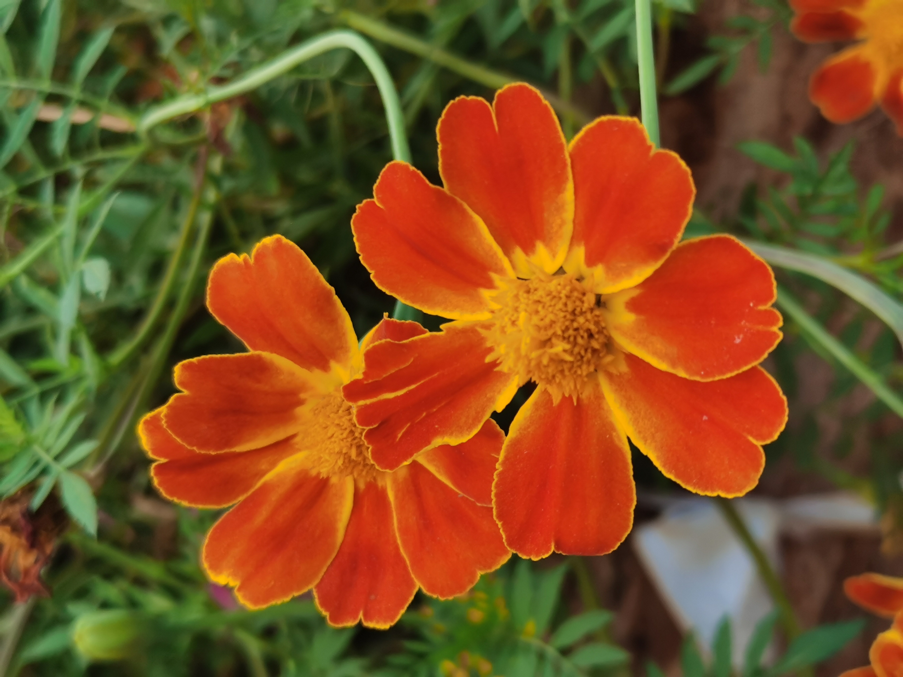 孔雀草(二)(首发)