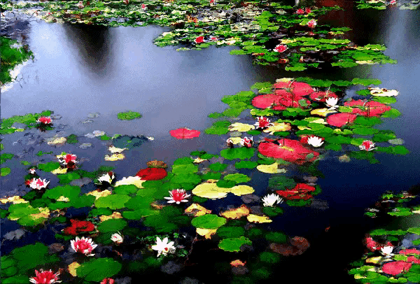 音乐一海棠花开