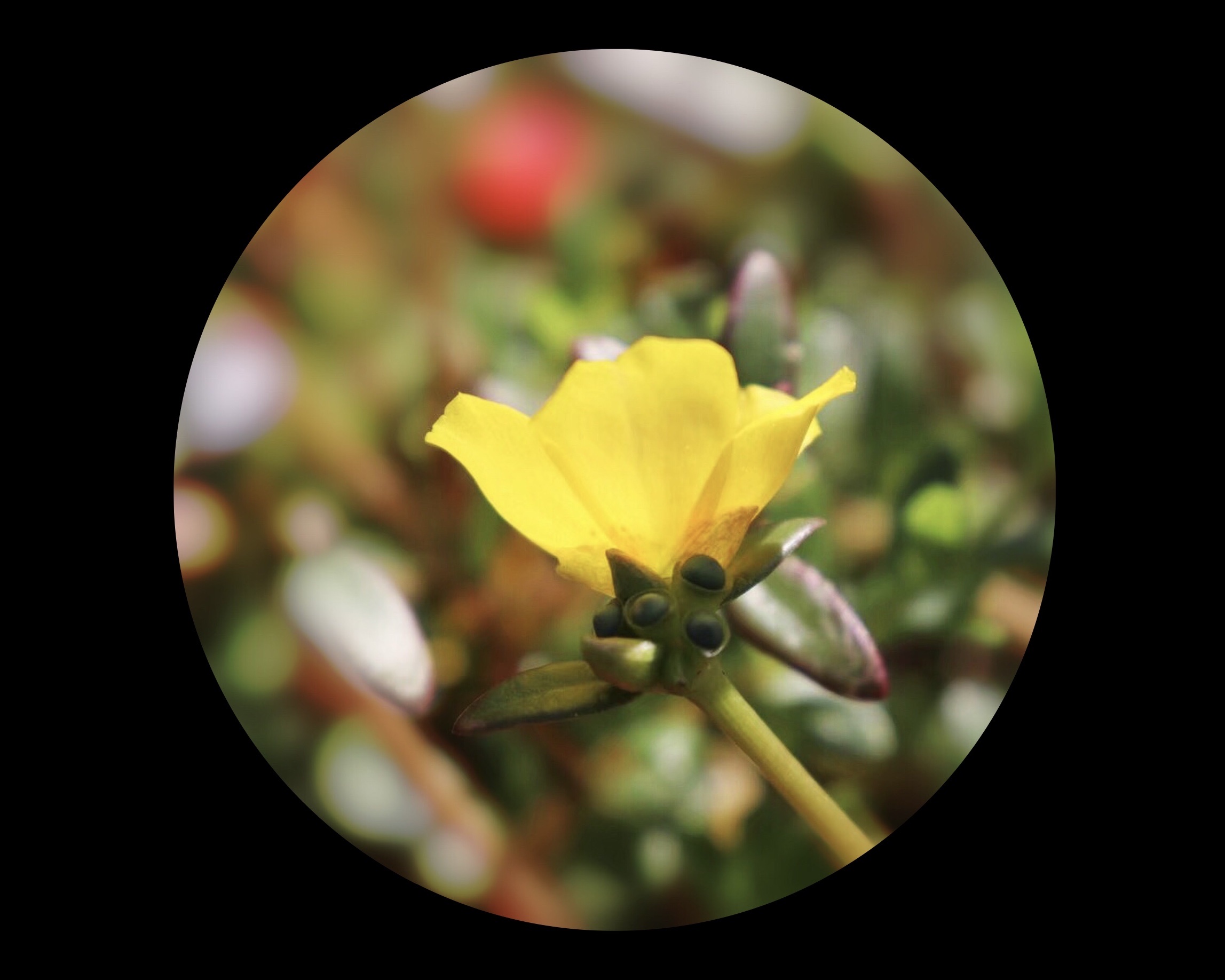 【首发】大花马齿笕