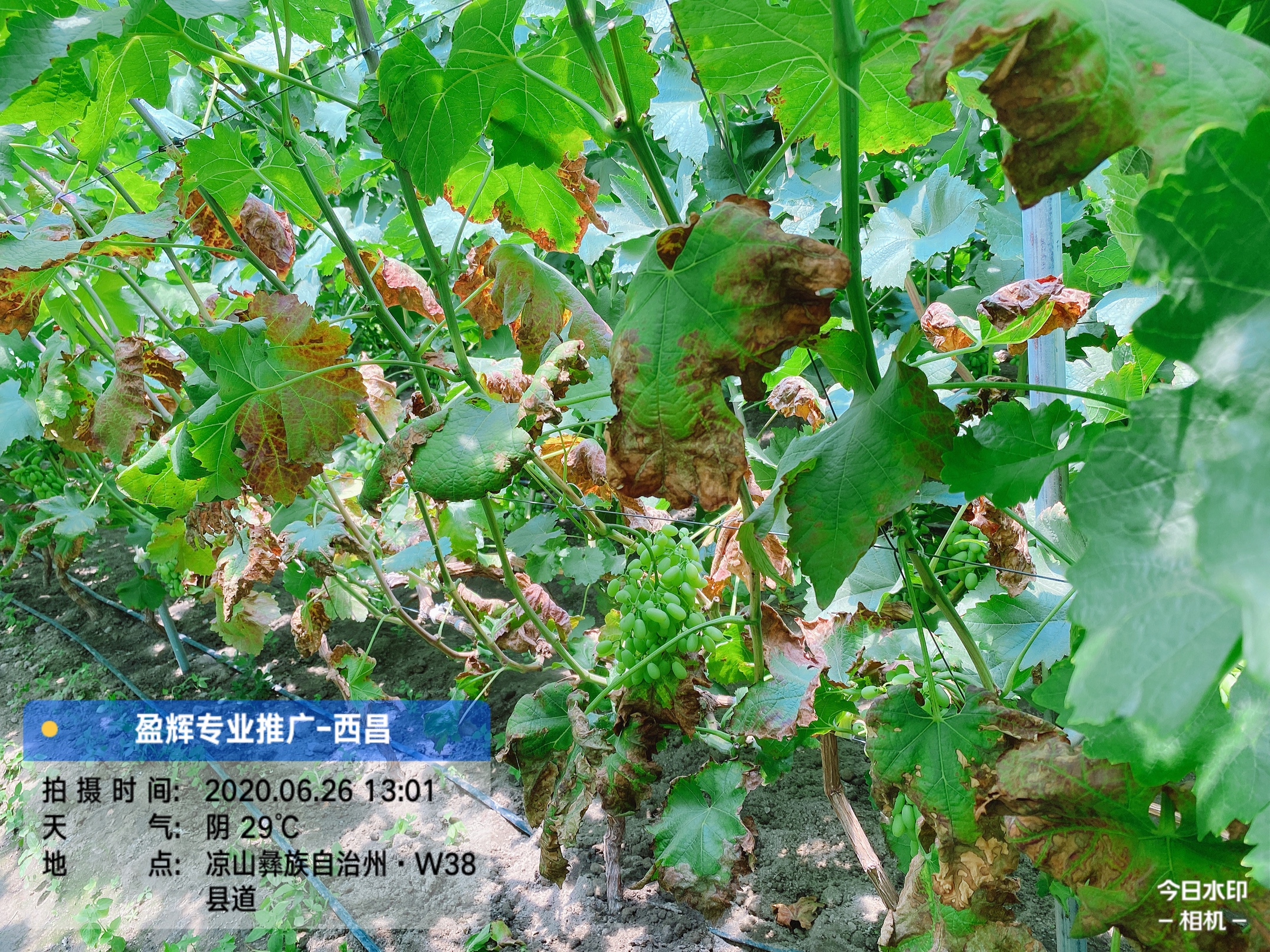 葡萄生长不良小心线虫惹得祸