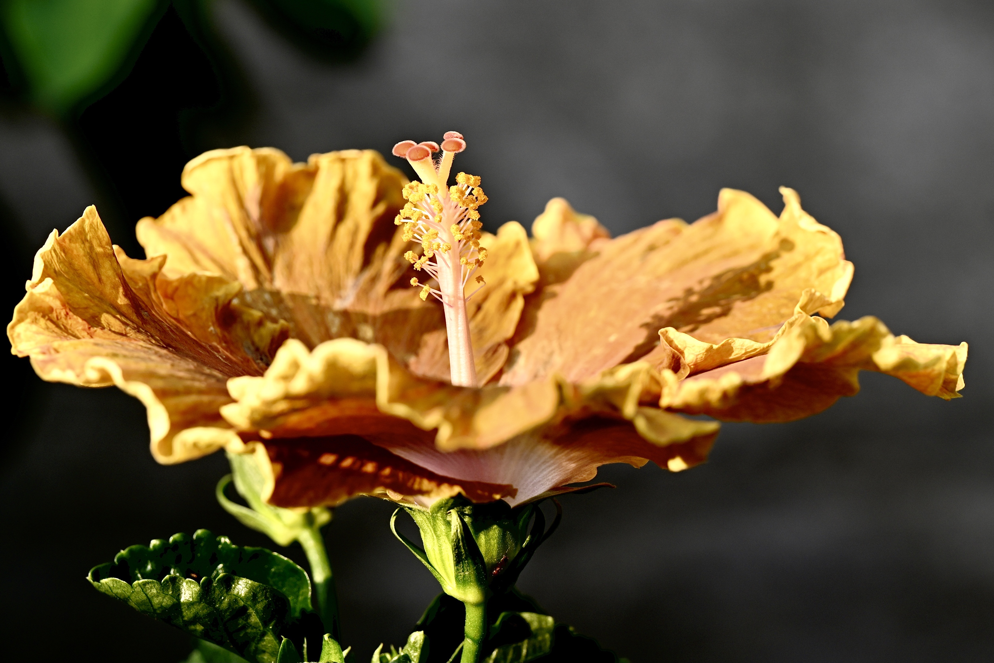 细腻唯美的～朱槿〔首发