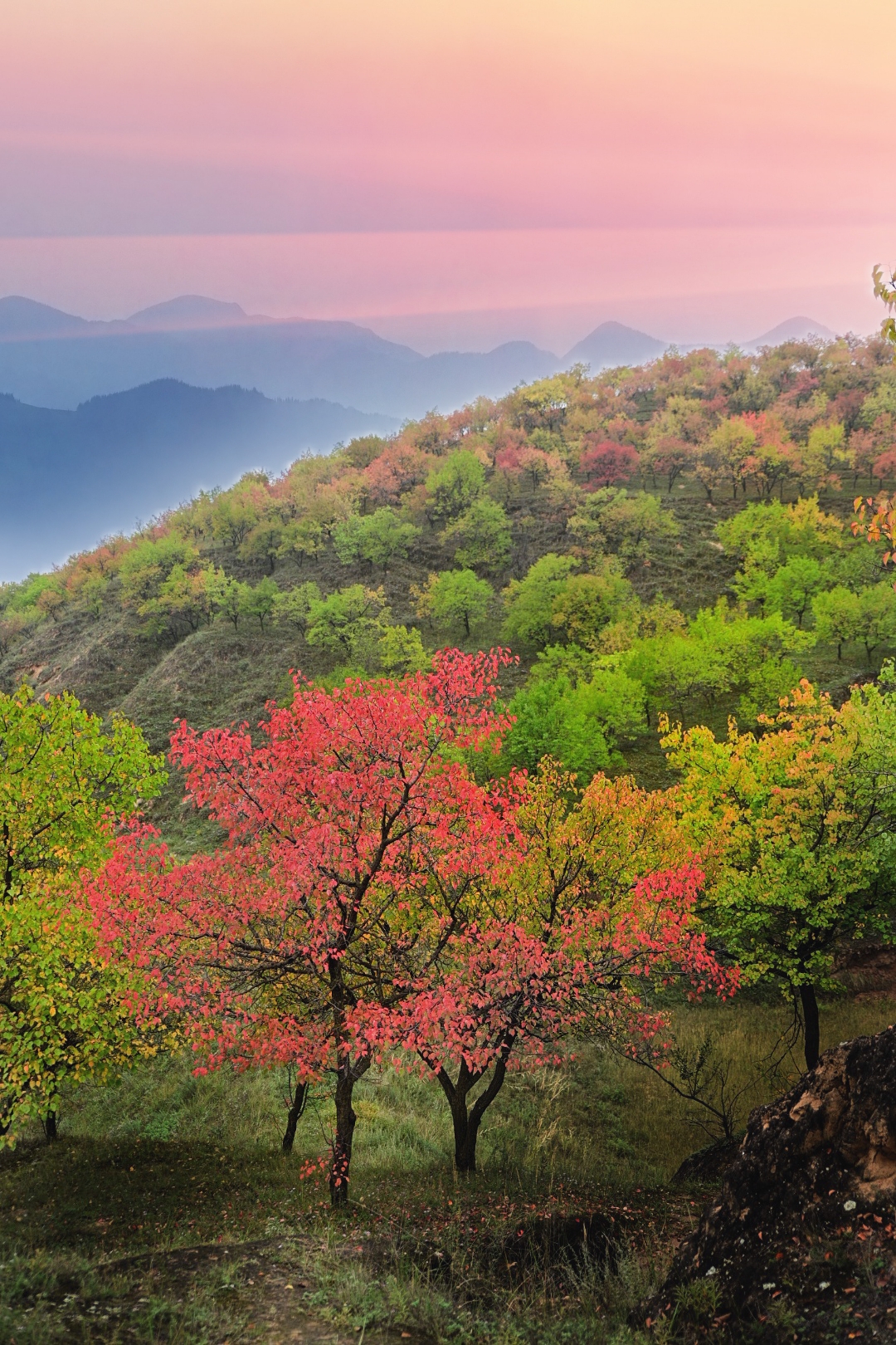 满山红叶似彩霞图片图片