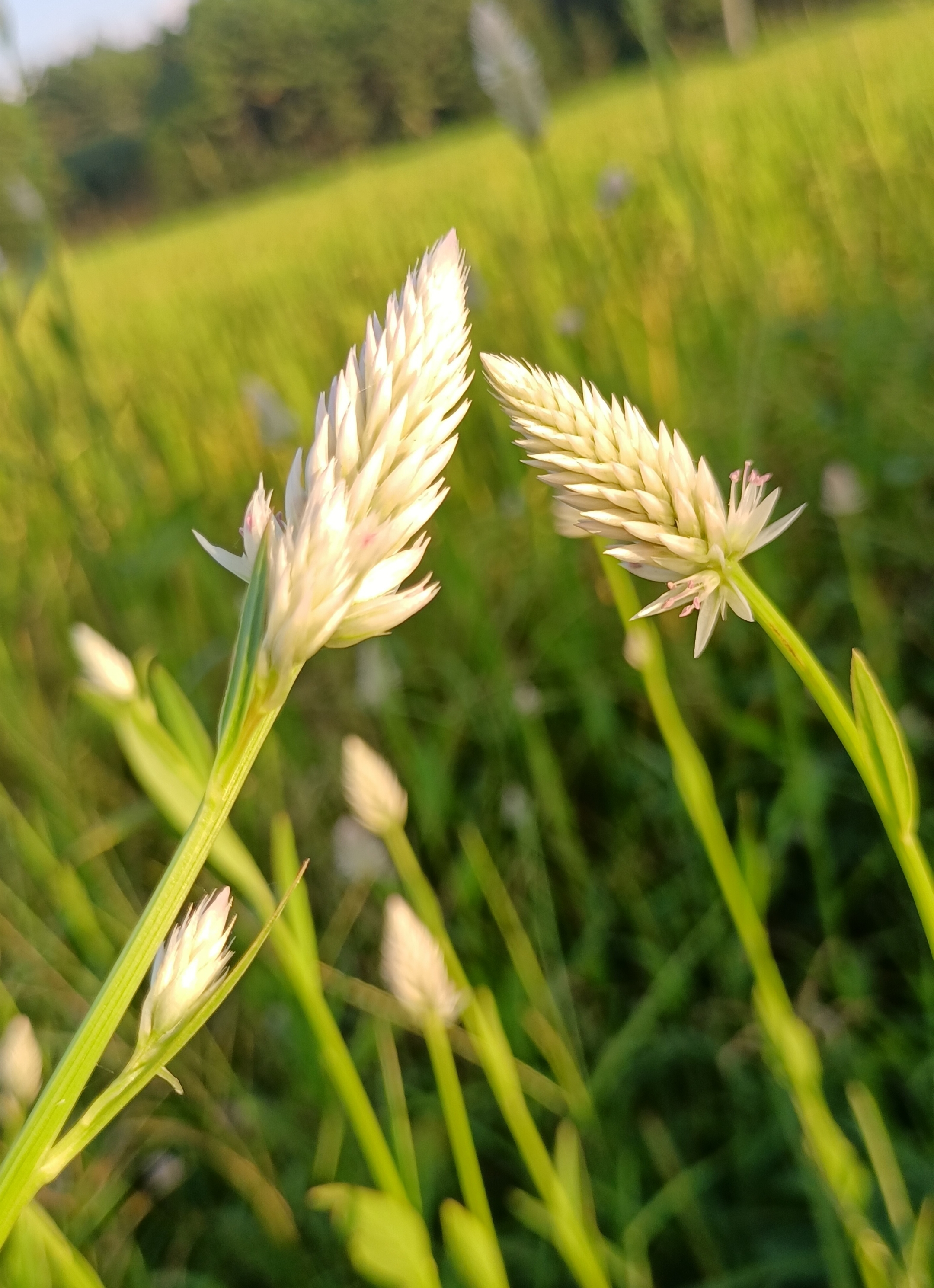 草蒿,萋蒿,昆仑草,百日红,鸡冠苋,河南别名鸡冠子菜,是苋科青葙属植物