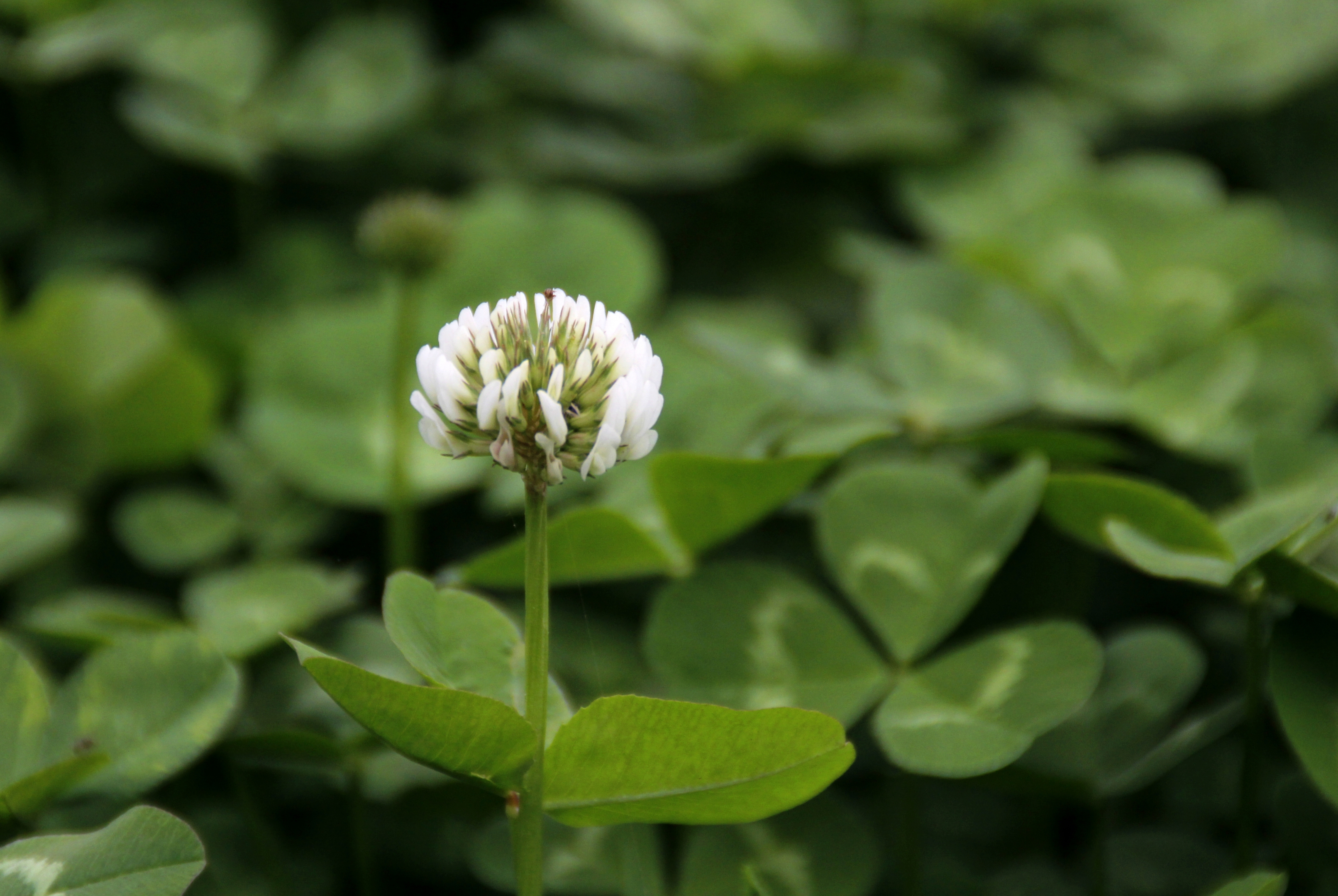 【首发】白花车轴草