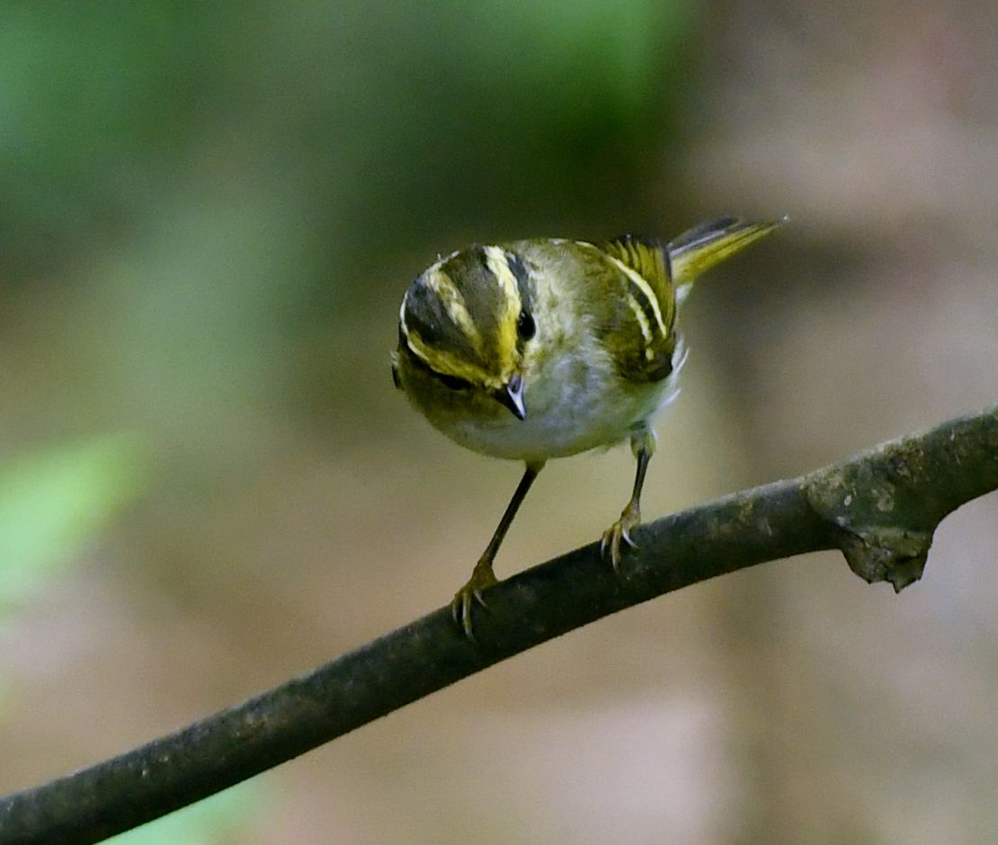 黄腰柳莺【首发】