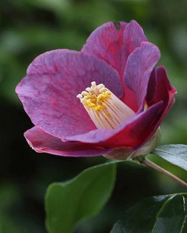 茶花的花语是端庄圣洁,就如它那美丽的花 朵,显得独到的高雅.