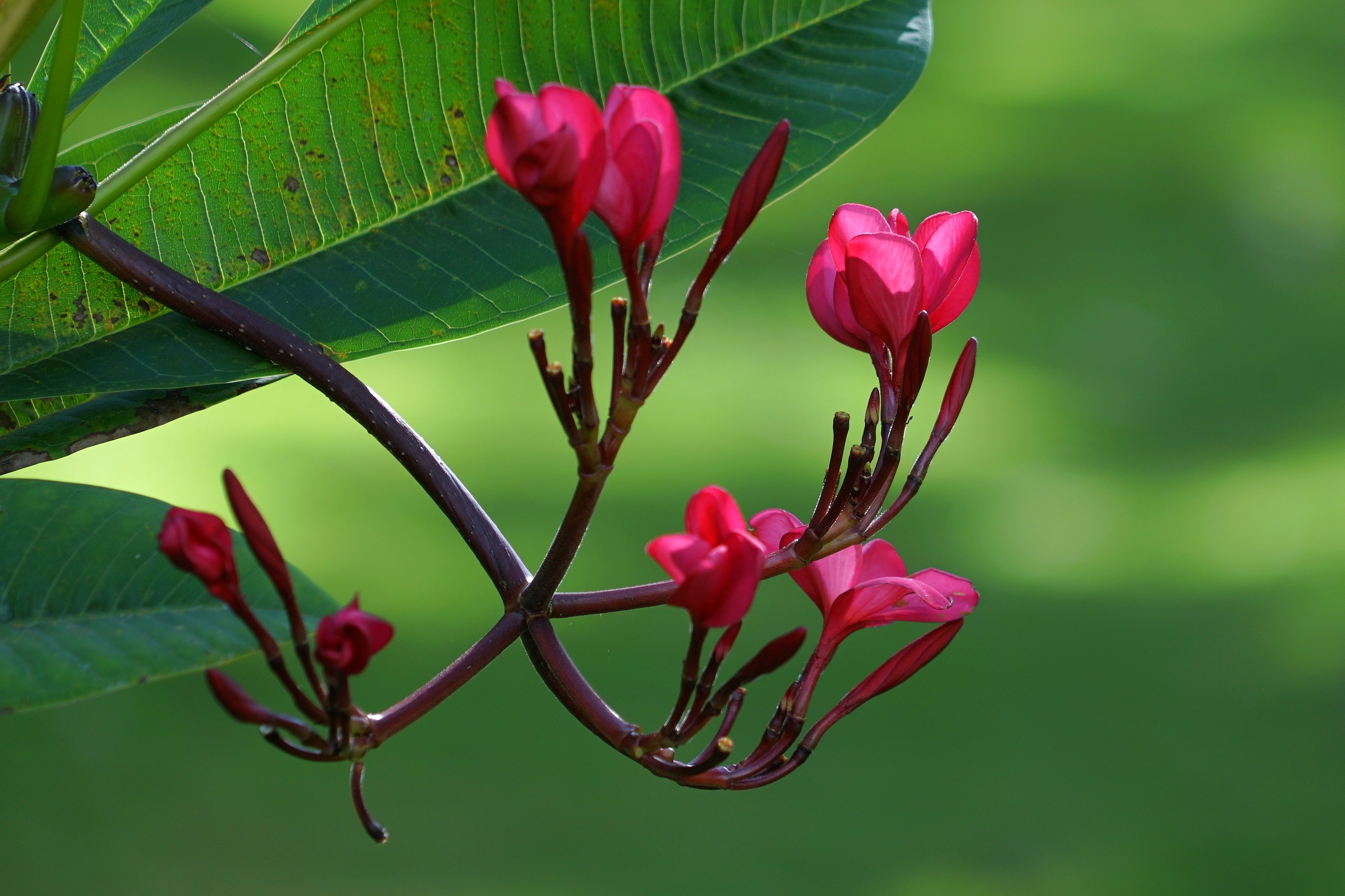 红花缅栀绽枝端