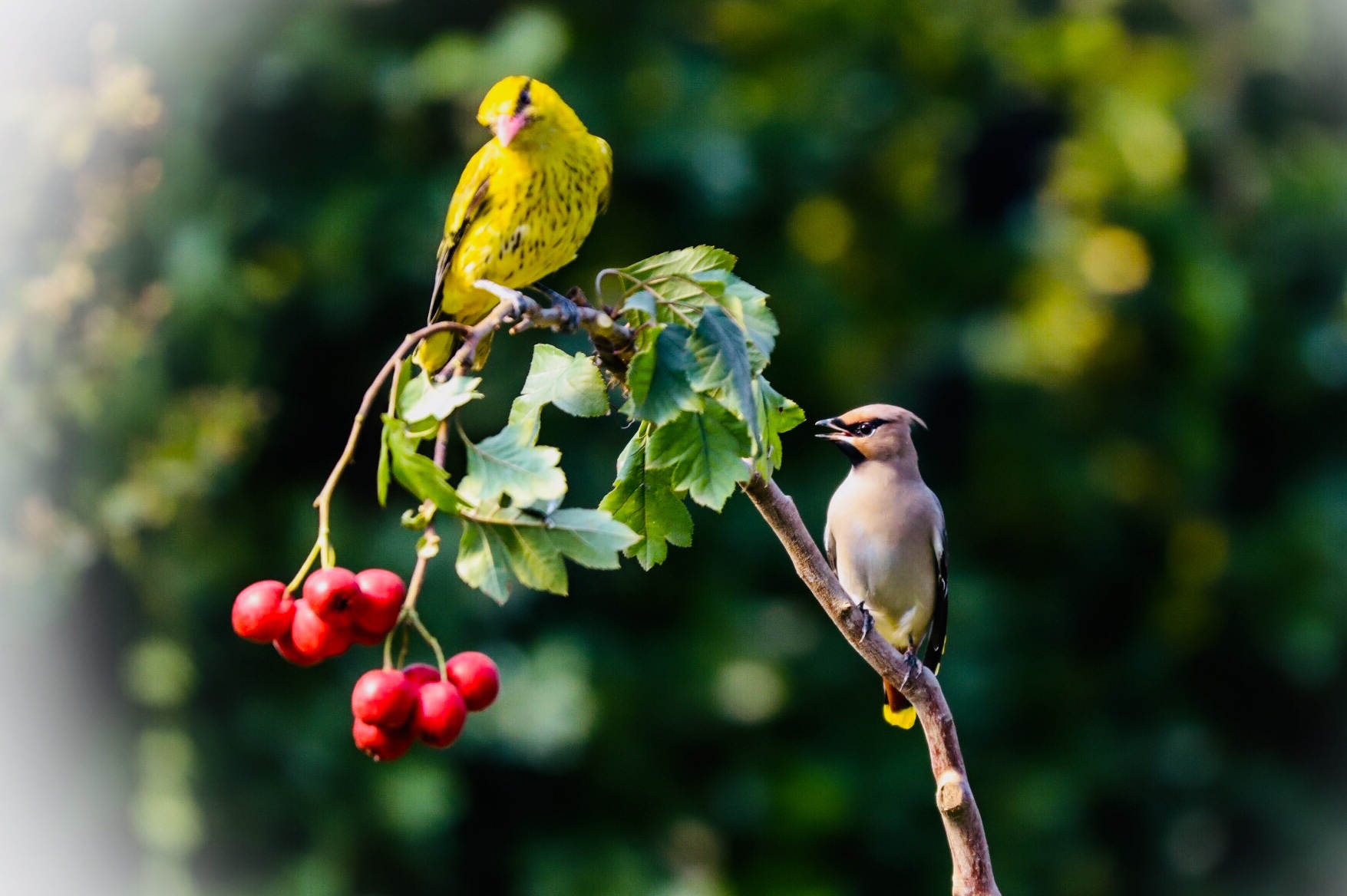 (吉他徐)(001)我的鸟趣—黄鹂鸟. 拍摄于青岛(山楂的诱惑)