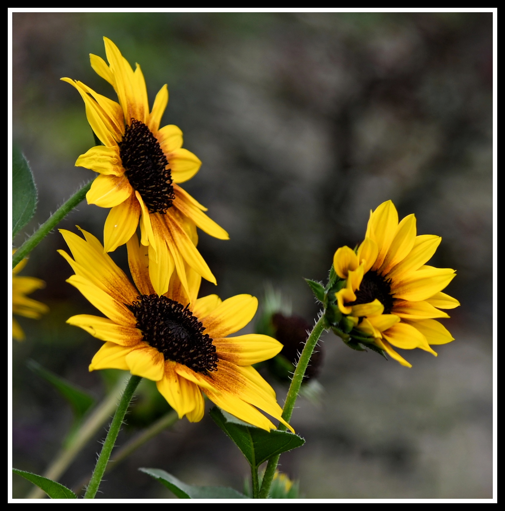 【首发】花坛中的黑心金光菊