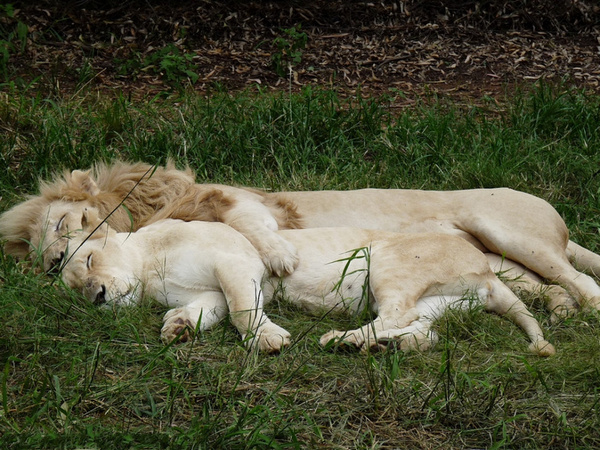 直击动物们可爱的百态睡姿你有没有被萌到了