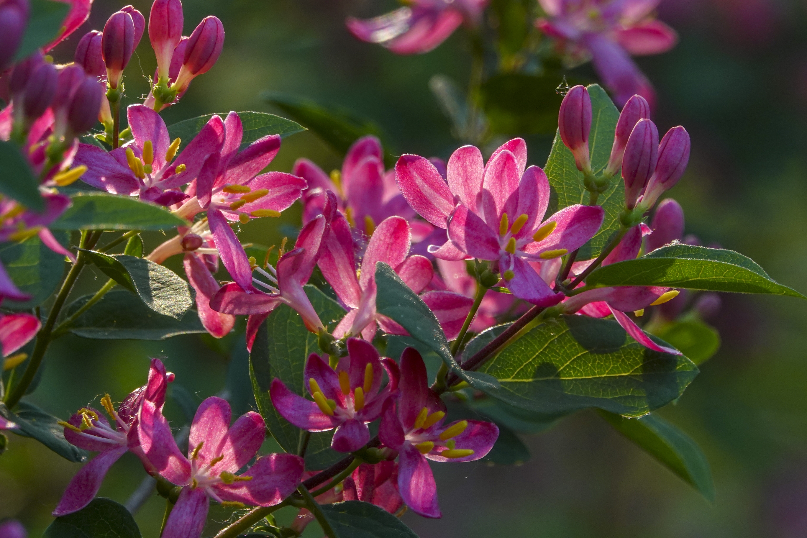 红花忍冬【vv首发】