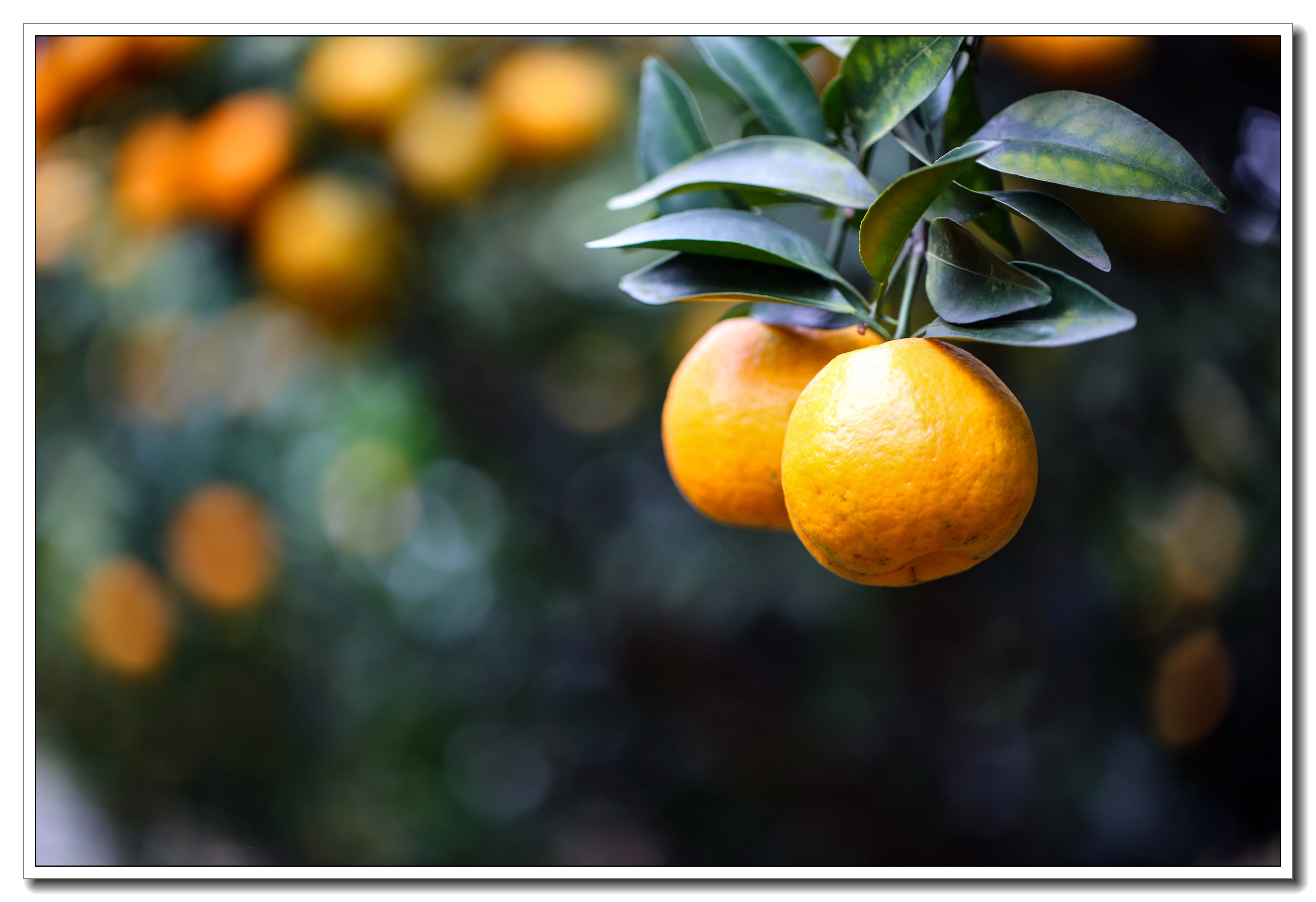 美丽罗埠橘子红了