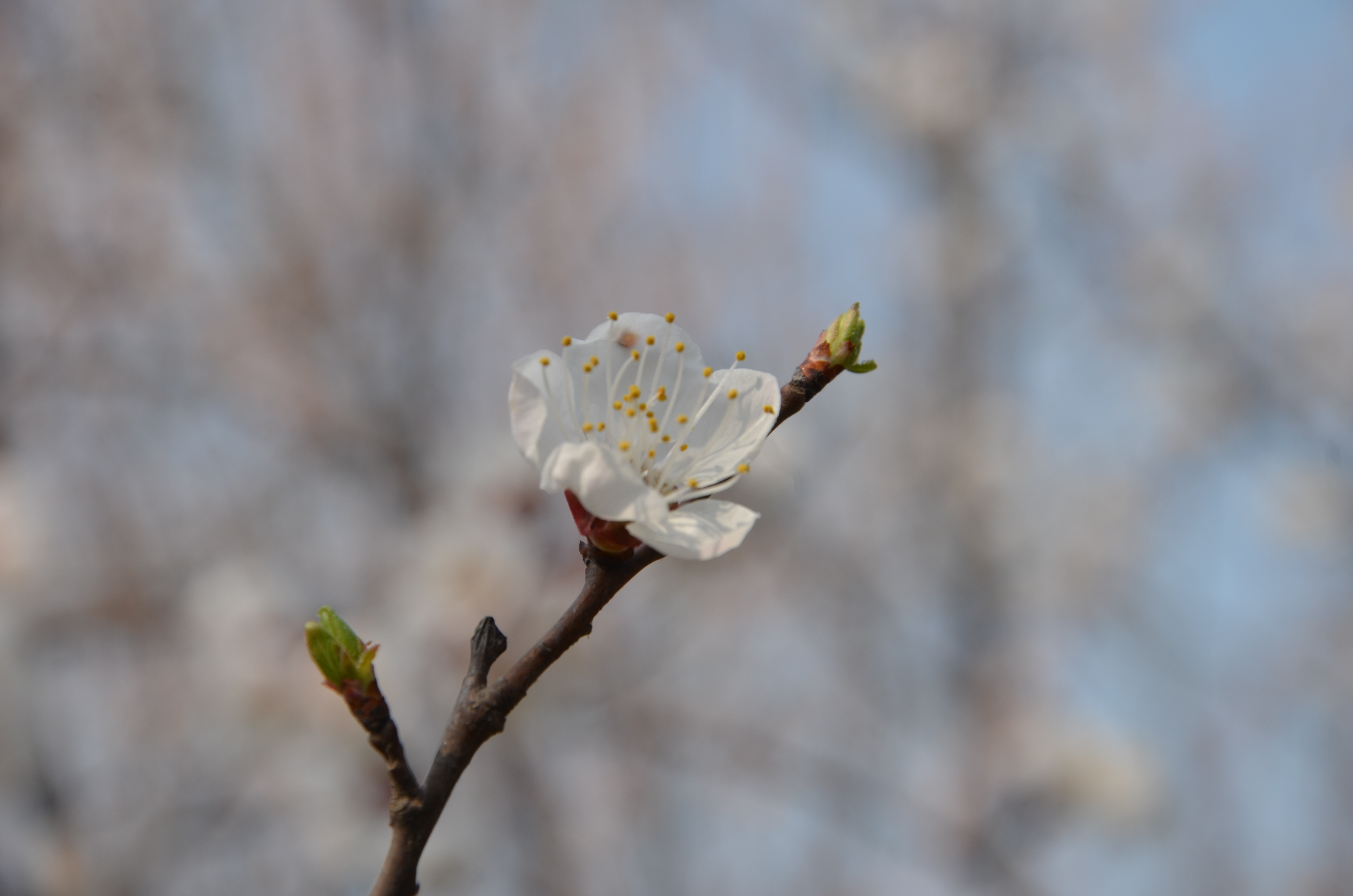 桃花红杏花白