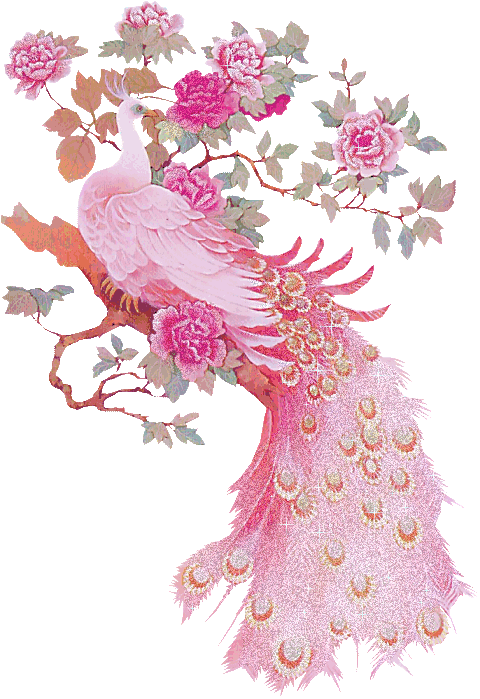 孔雀开屏